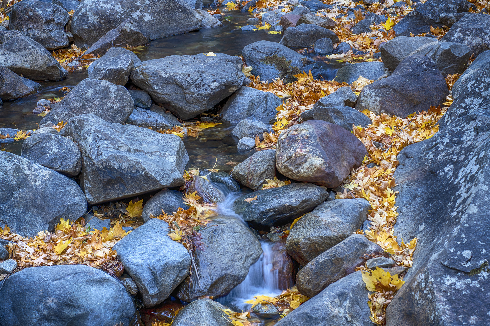 免费照片石头和秋叶