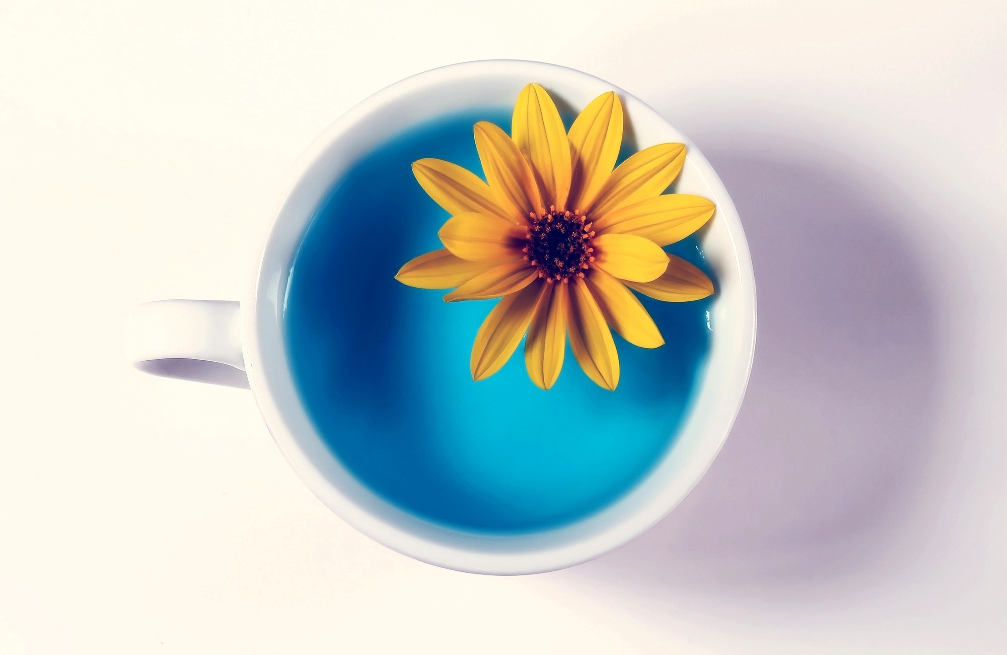 A white cup with azure water and a yellow flower floating in it on a light background.