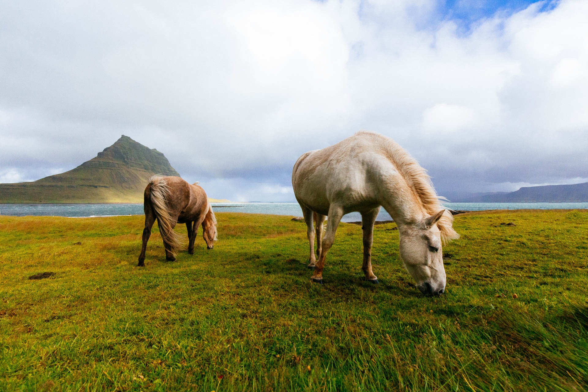 美丽的白马在草地上吃草