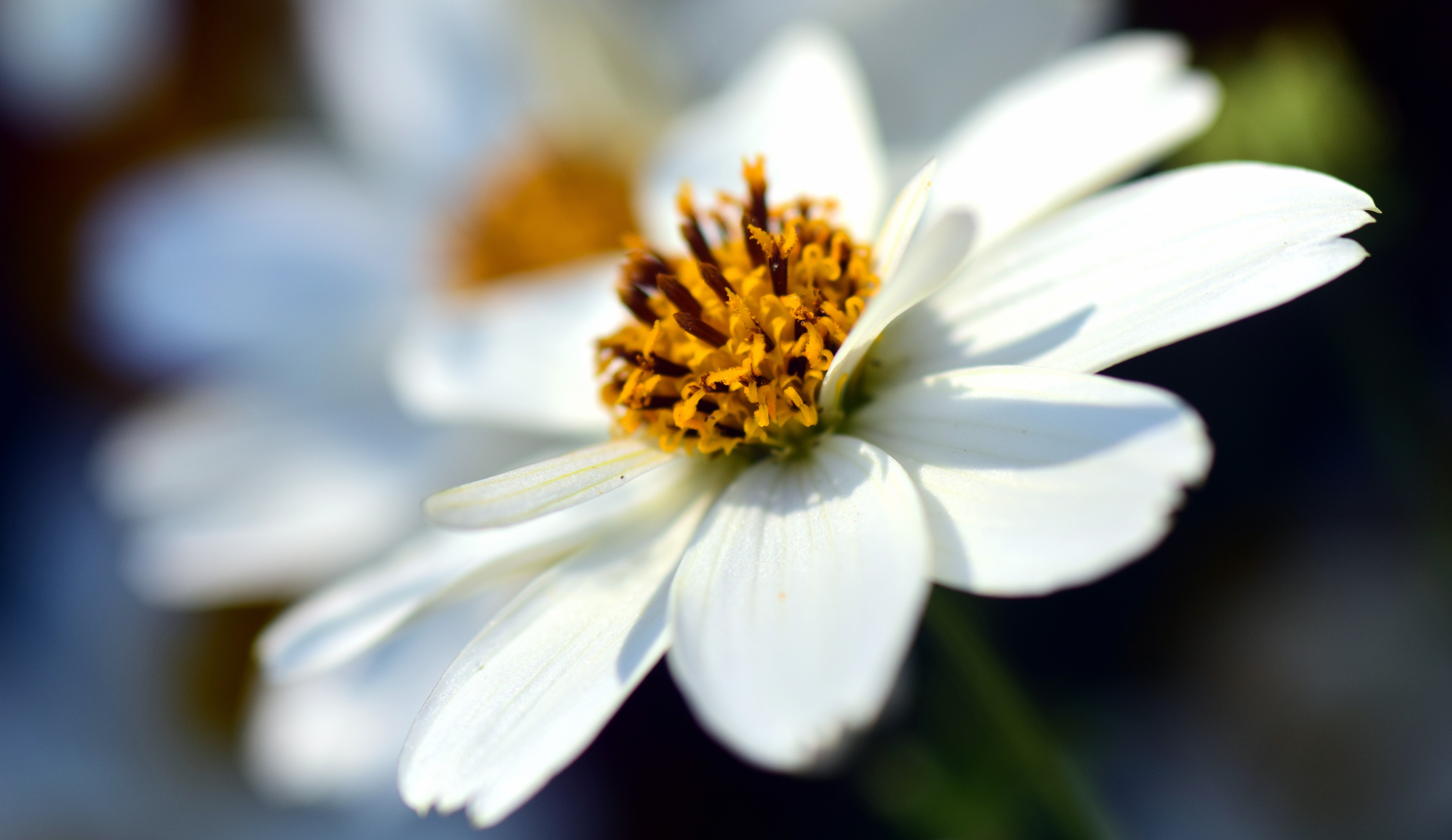 Free photo Close-up of a flower with white petals