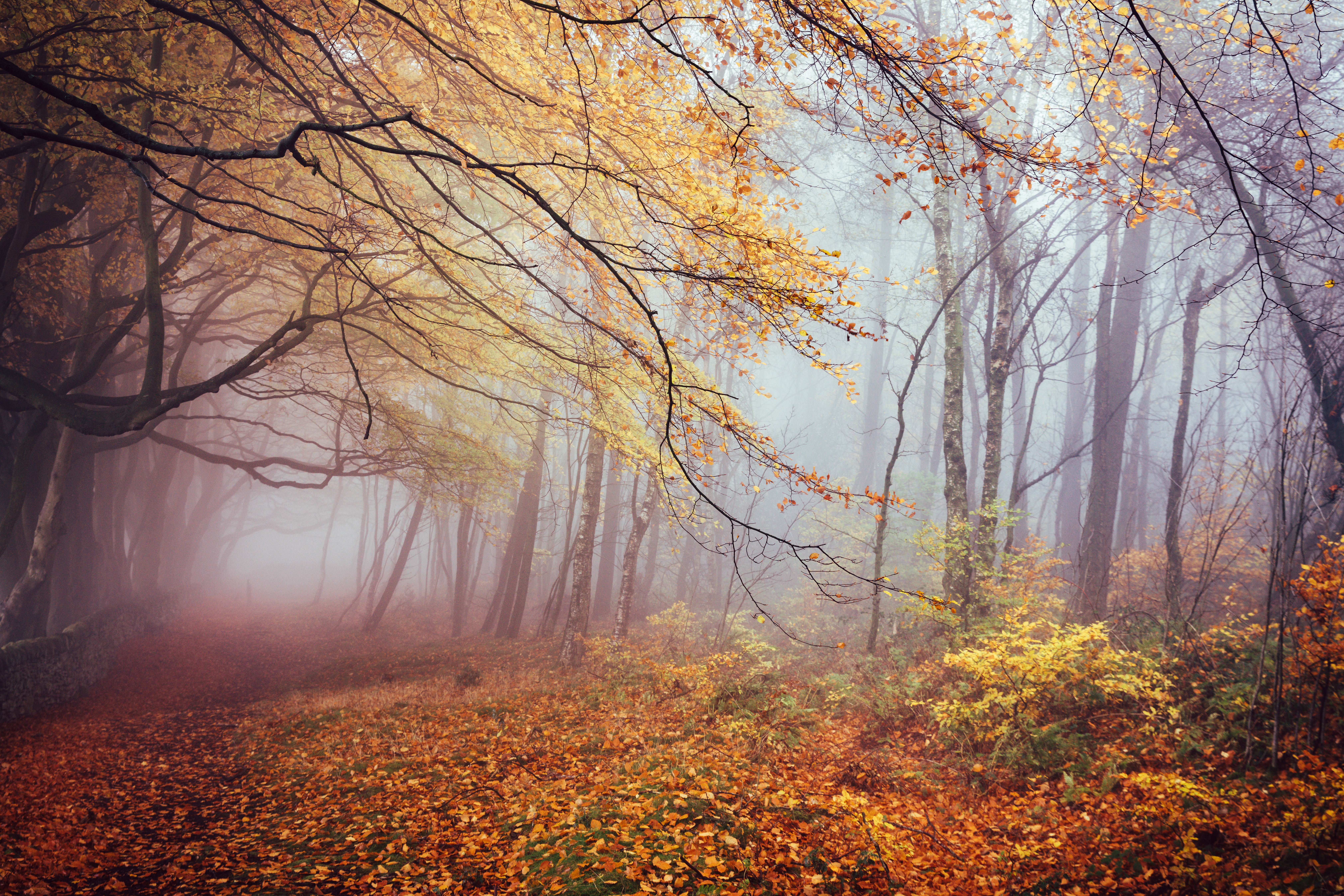 Бесплатное фото Листопад и туманный лес