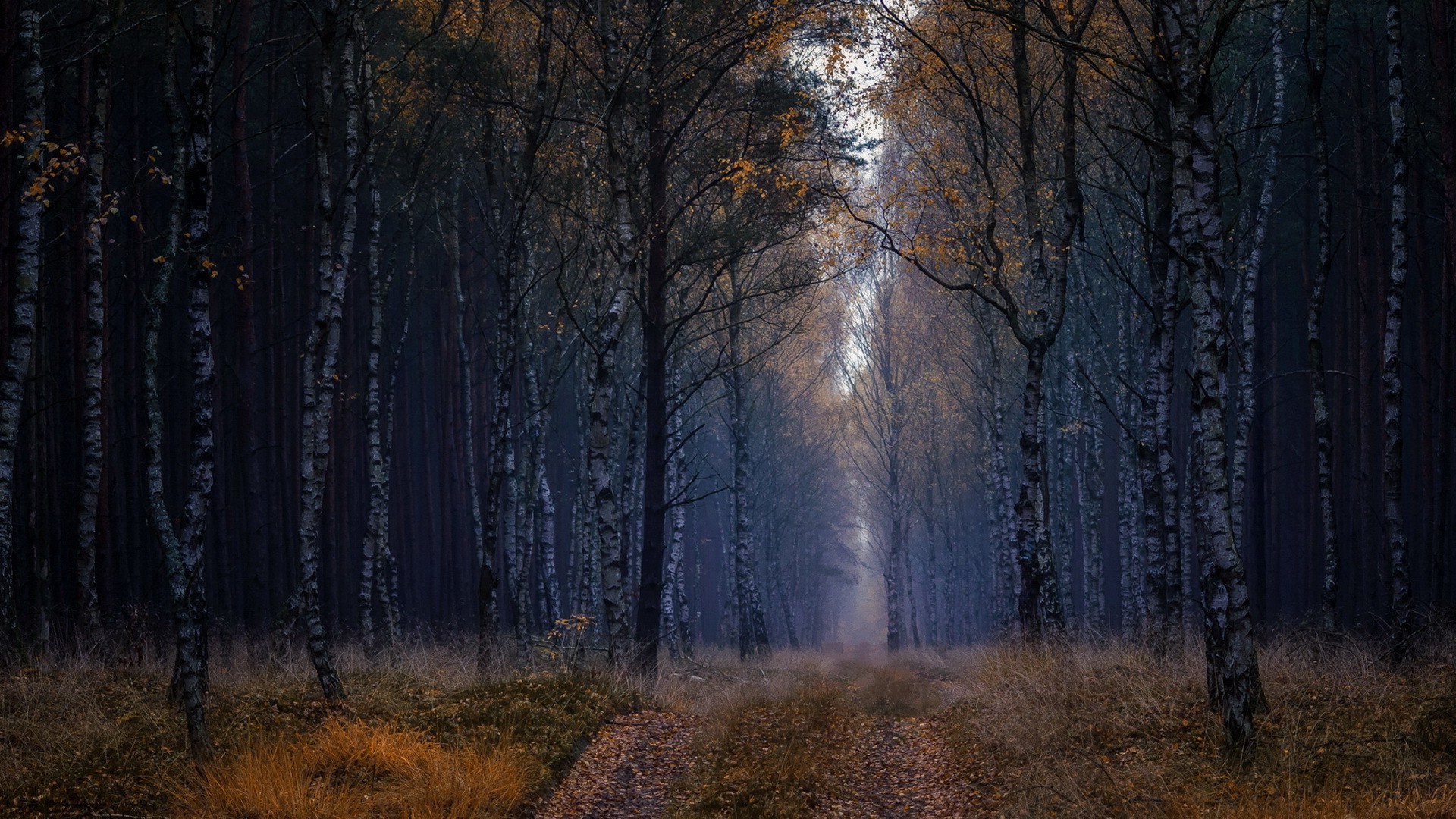 桌面上的壁纸日光 树木 森林