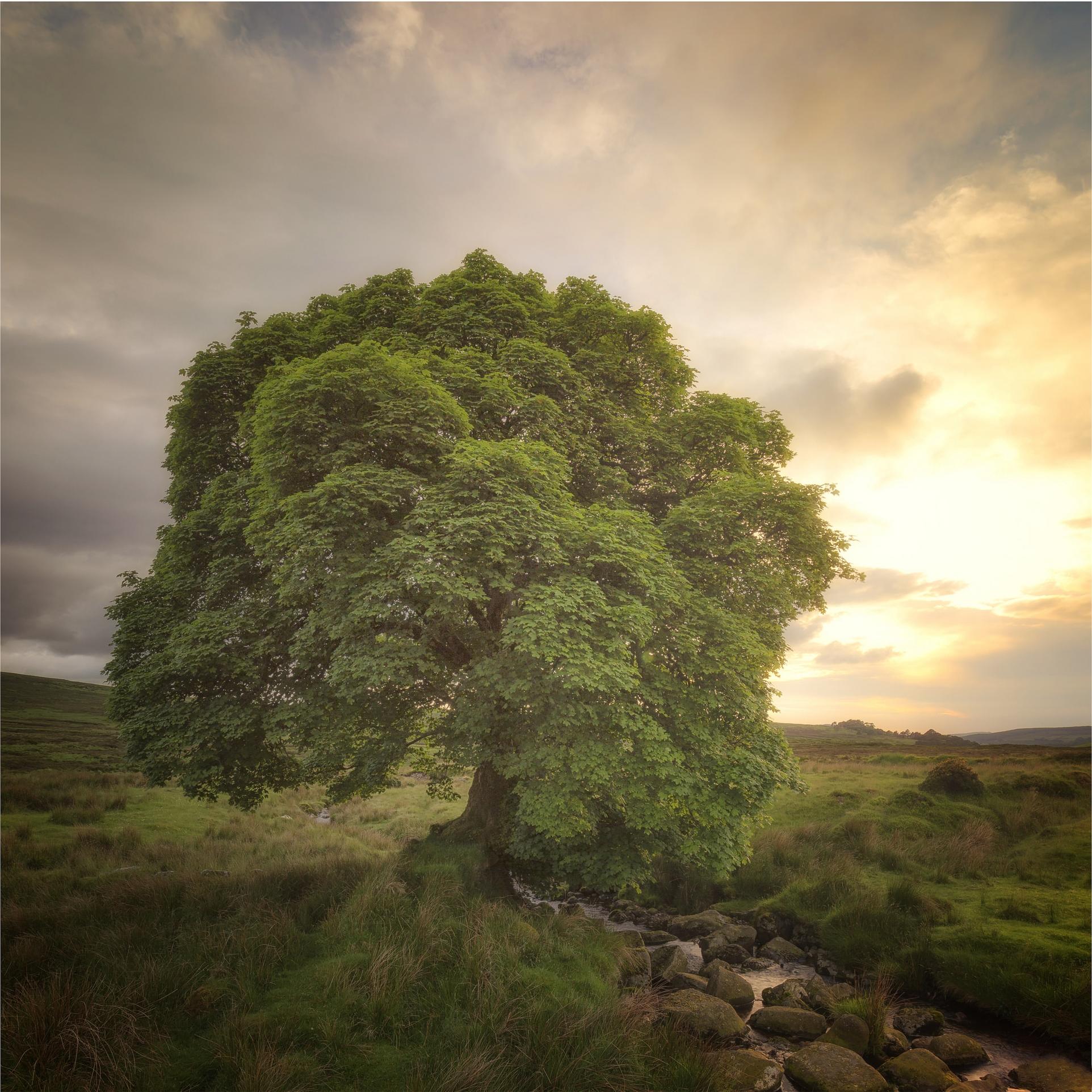 Wallpapers landscape stream field on the desktop