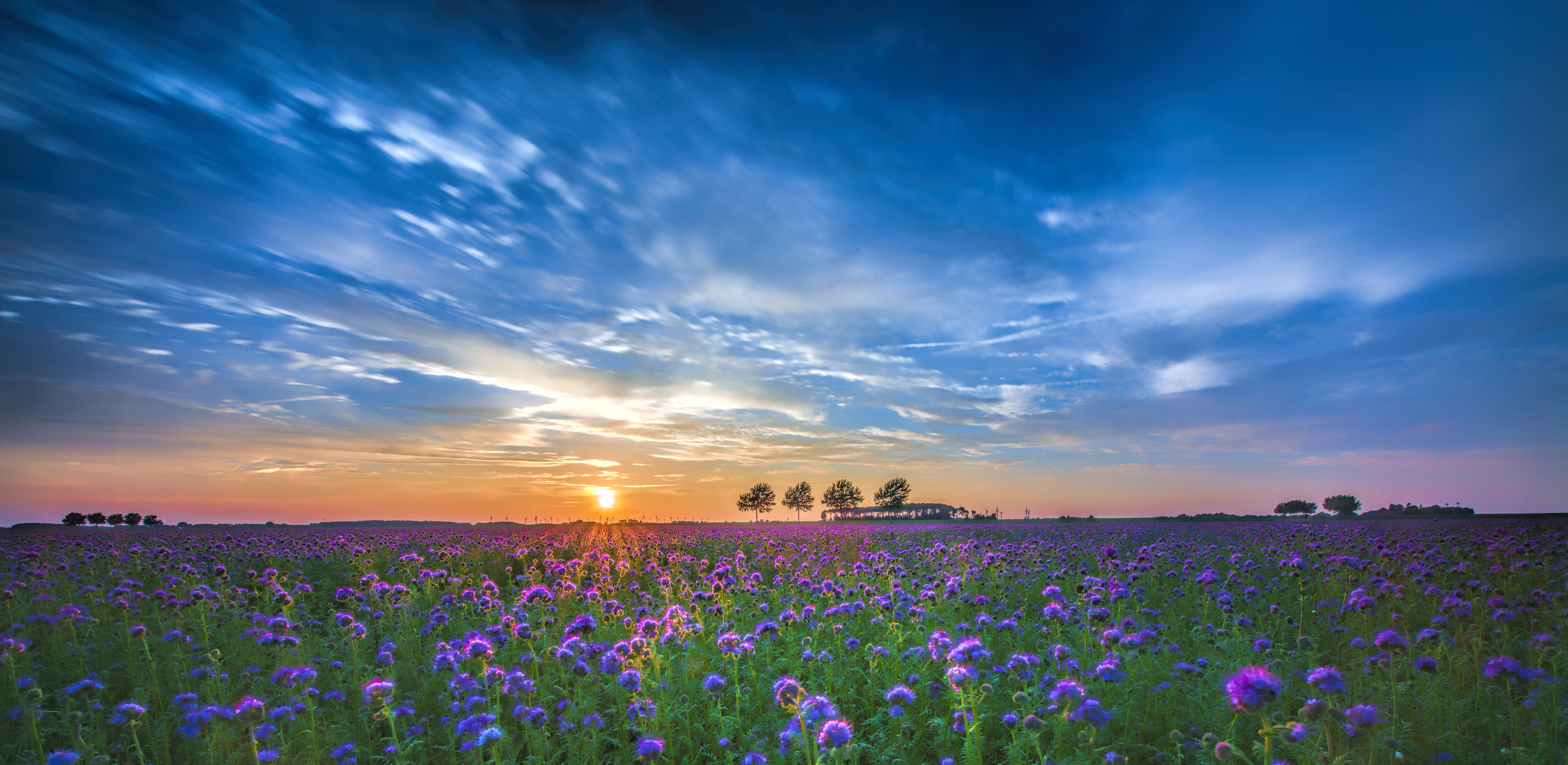 Обои закат солнца синие цветы поле цветов на рабочий стол
