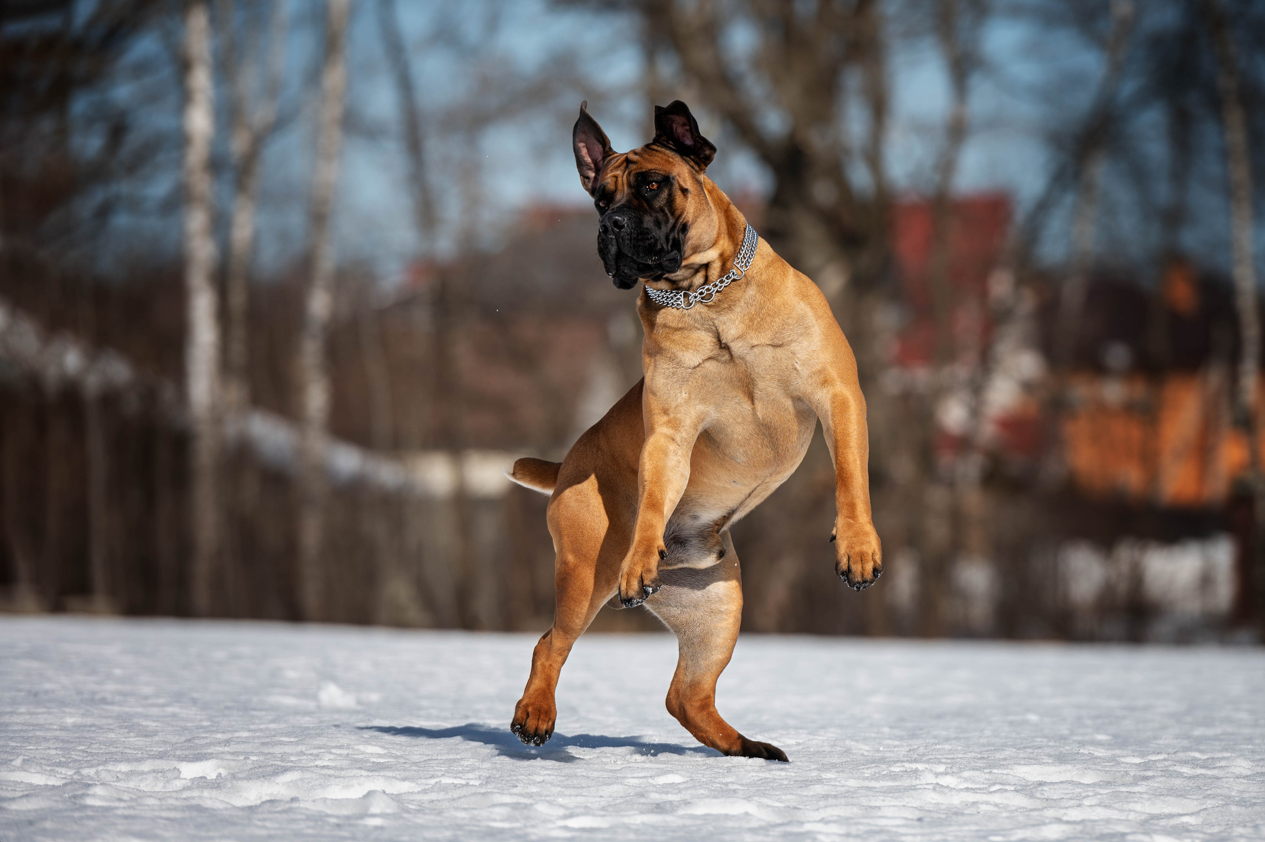 Free photo Dancing Dog