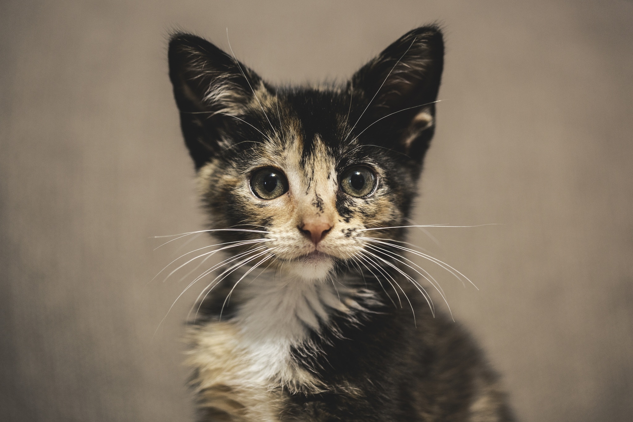 Free photo A strange colored cat with a white mustache