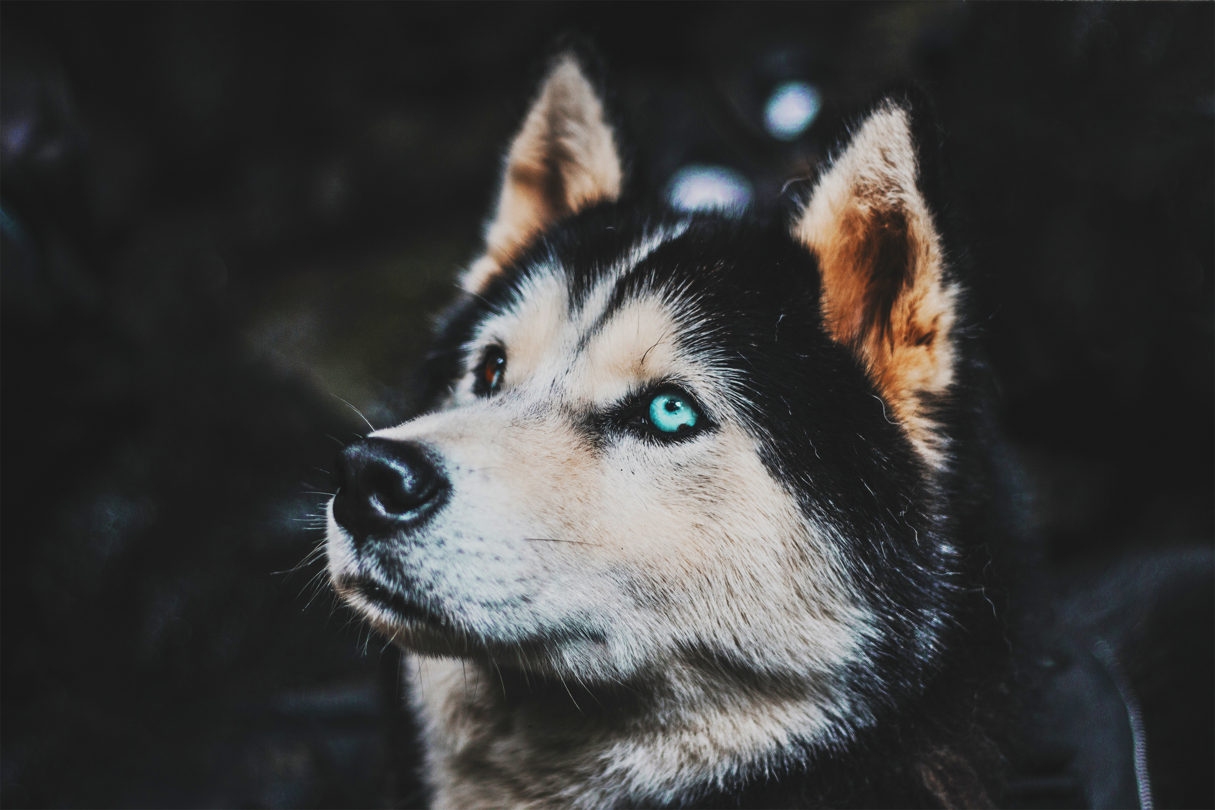 Husky portrait with colored eyes