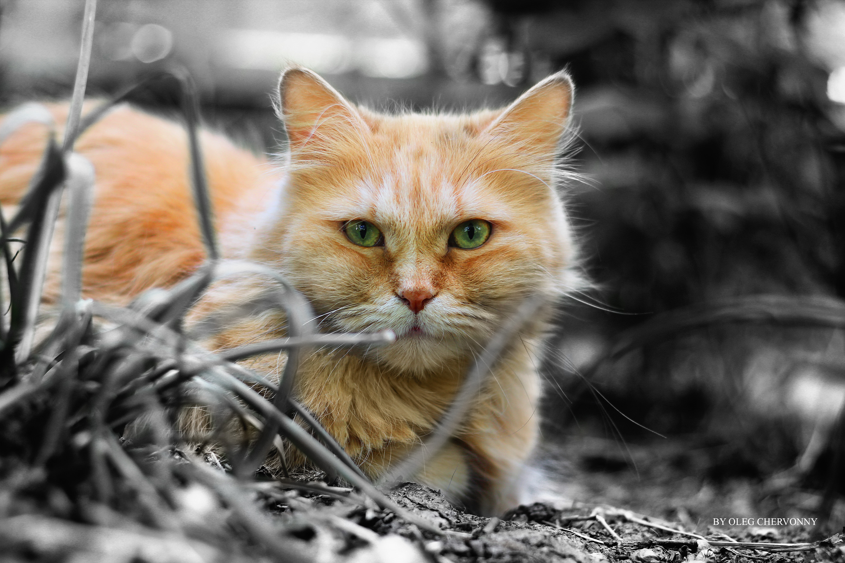 Free photo Redhead Kitty