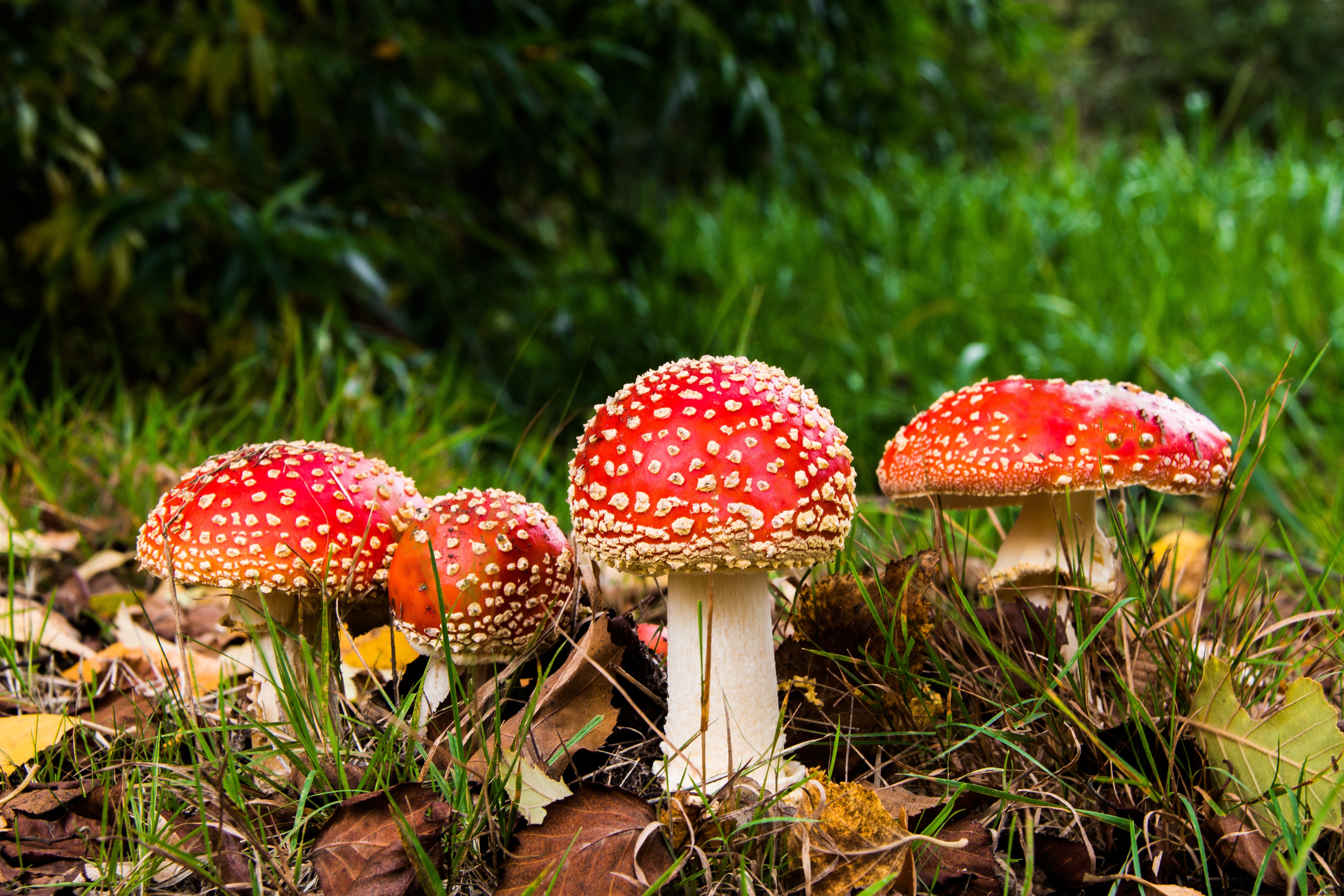 Free photo A family of fly agaric