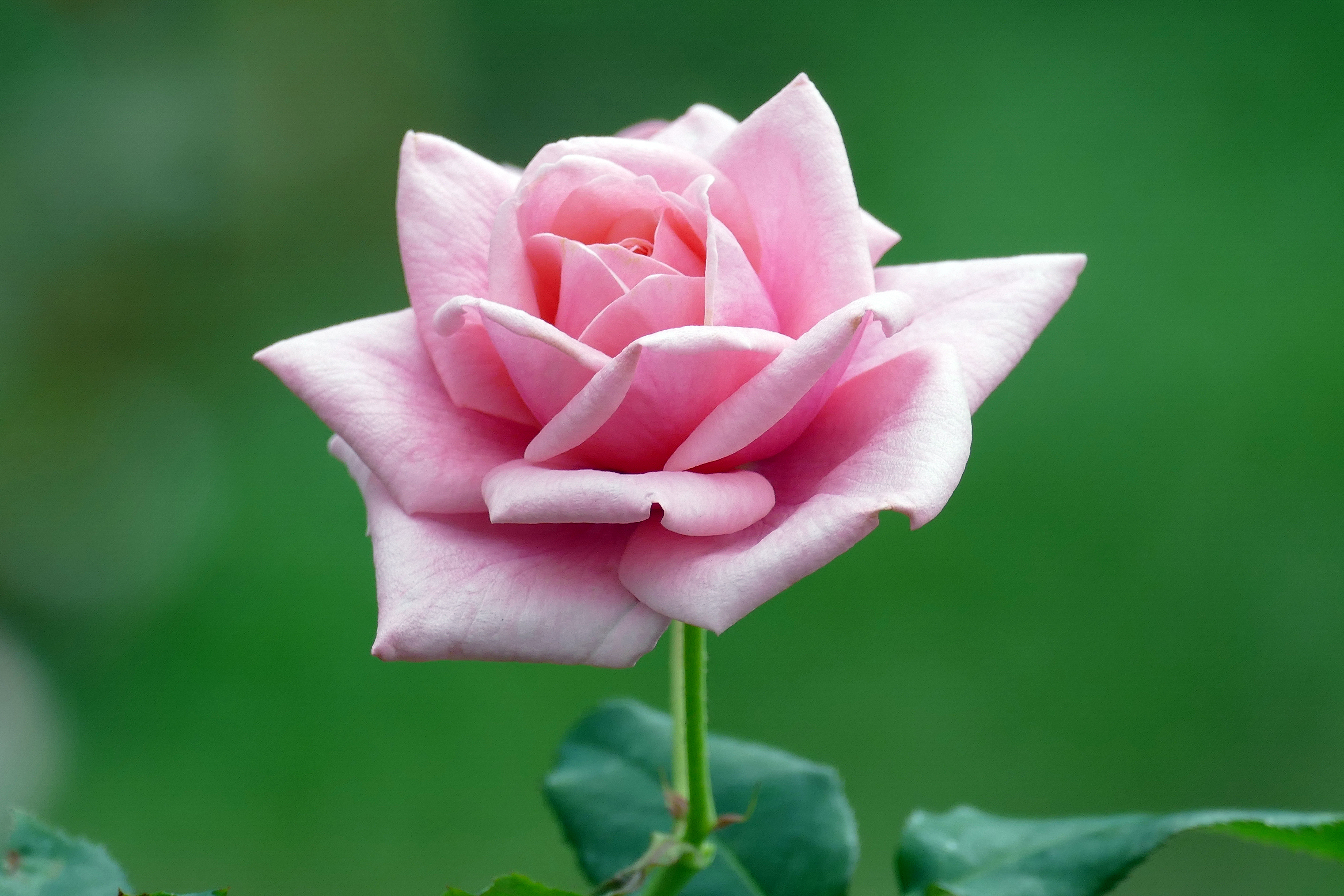 Wallpapers flower arrangement flower pink flower on the desktop