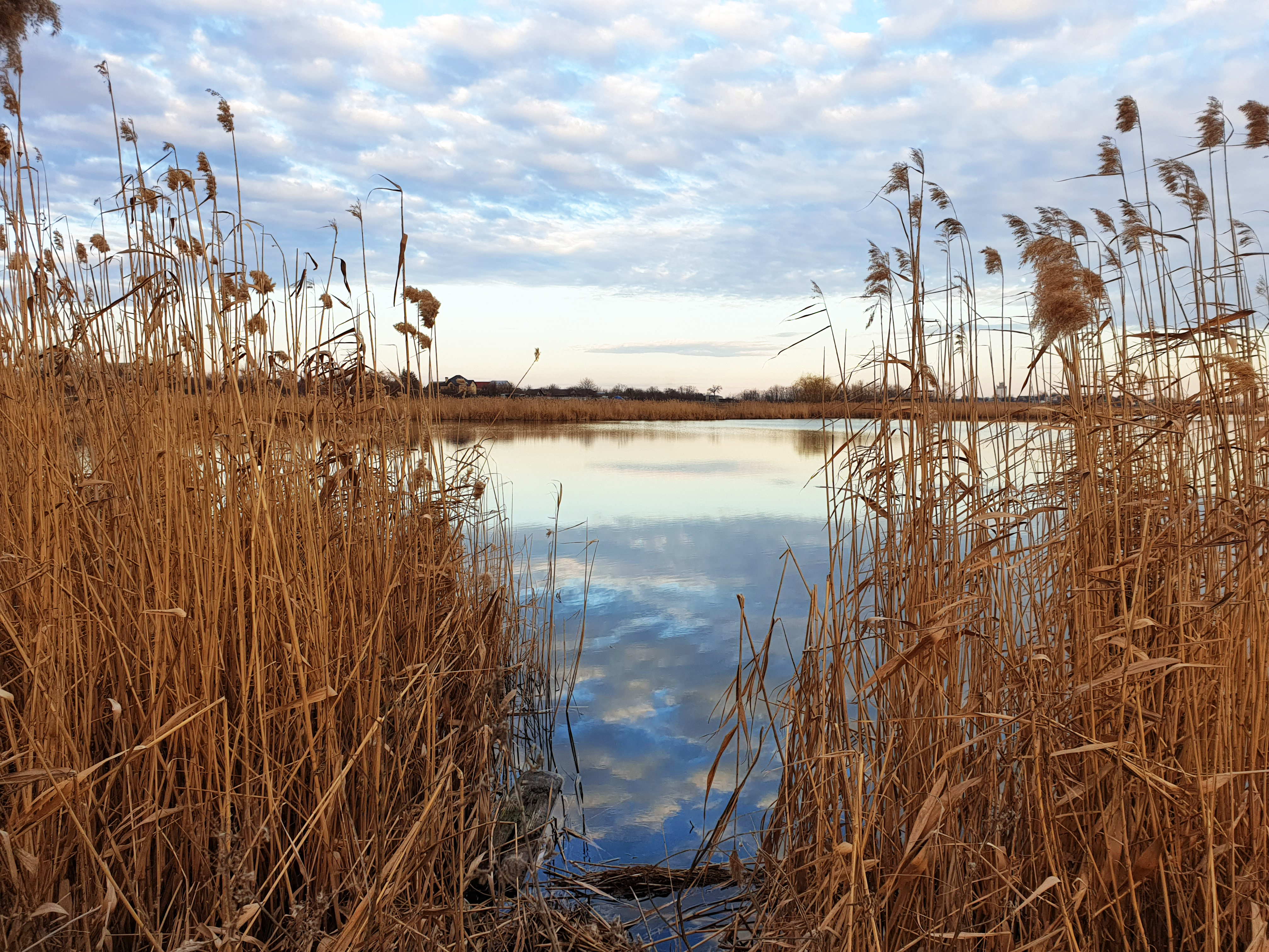 Бесплатное фото Камыш и облака