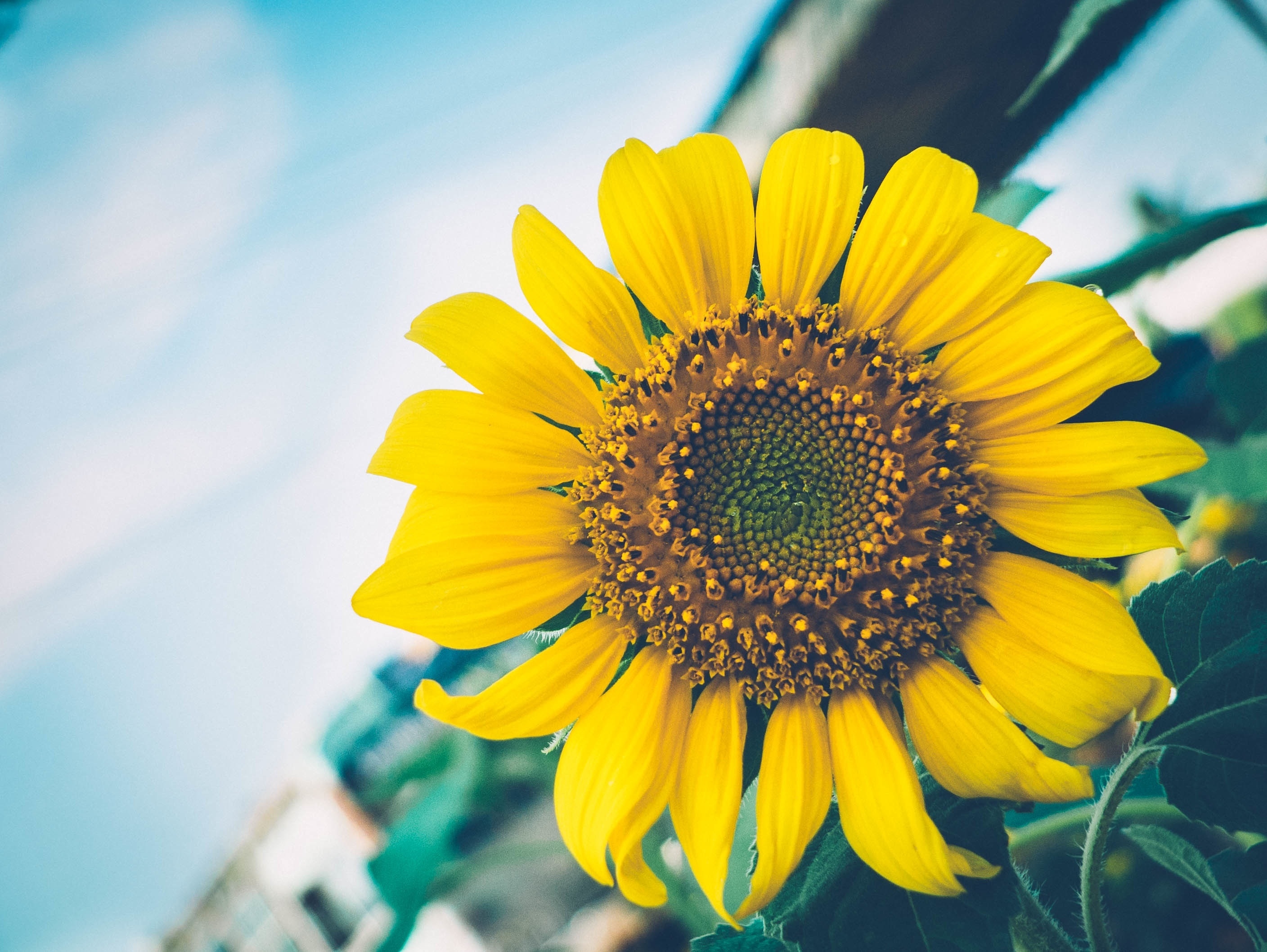 Wallpapers sunflower close flowers on the desktop