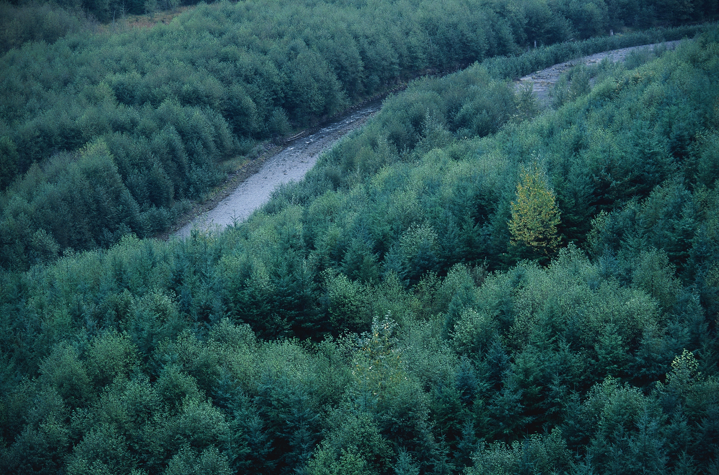 Wallpapers trees landscape forest on the desktop