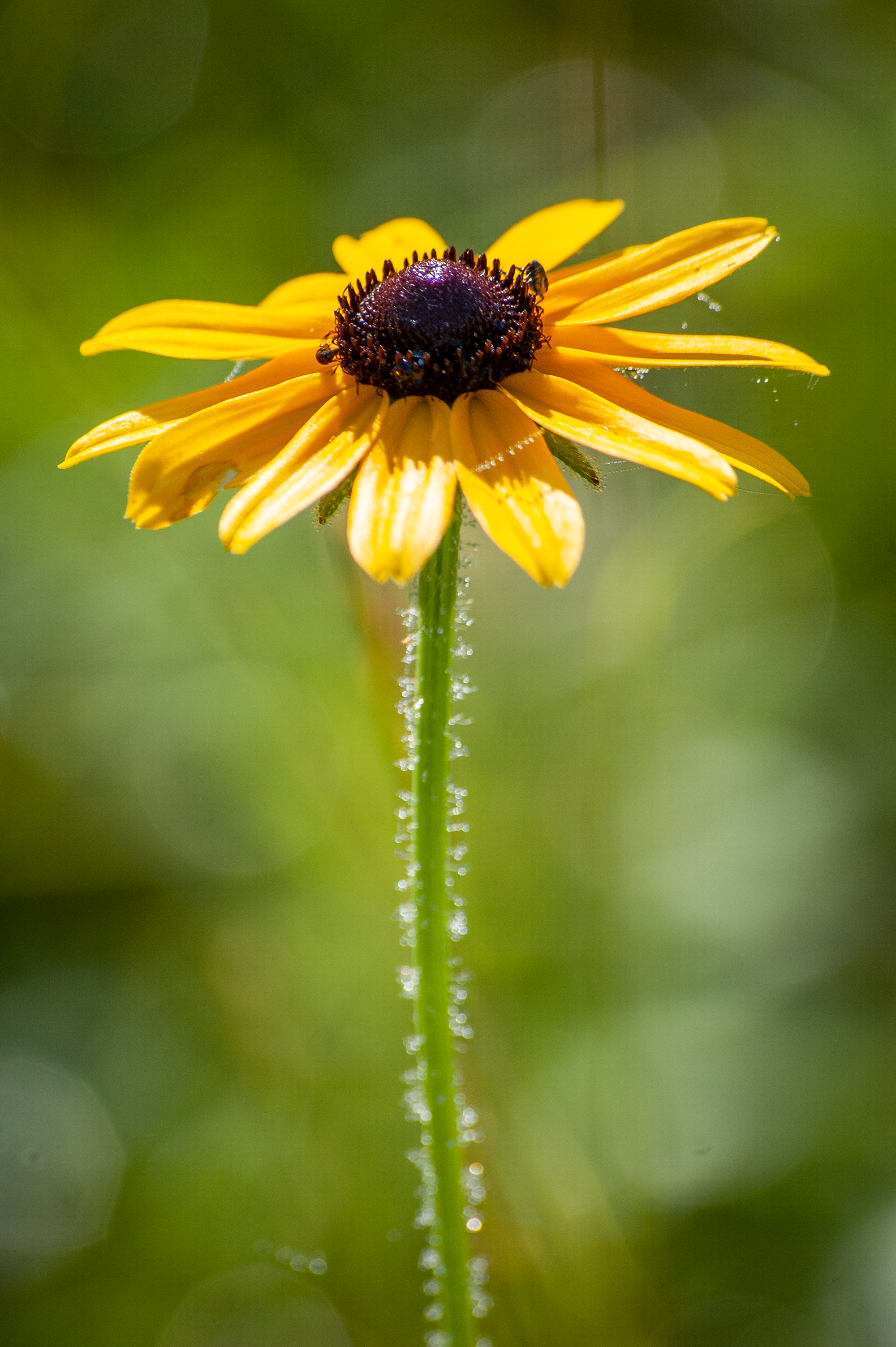 Wallpapers yellow summer flower on the desktop