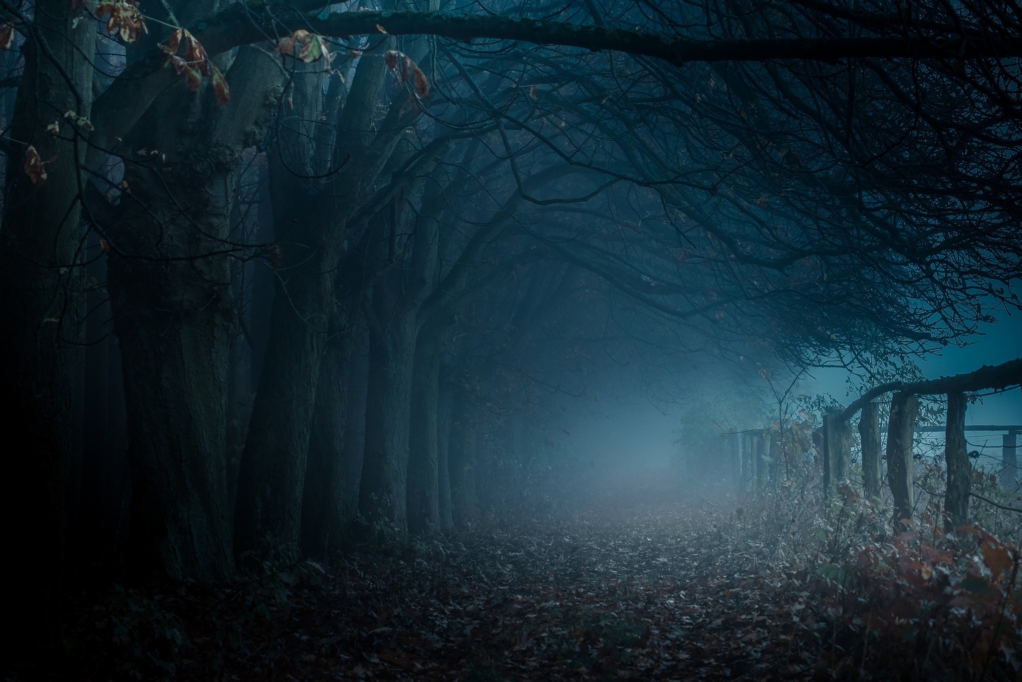 Free photo The gloomy old forest in the thick fog