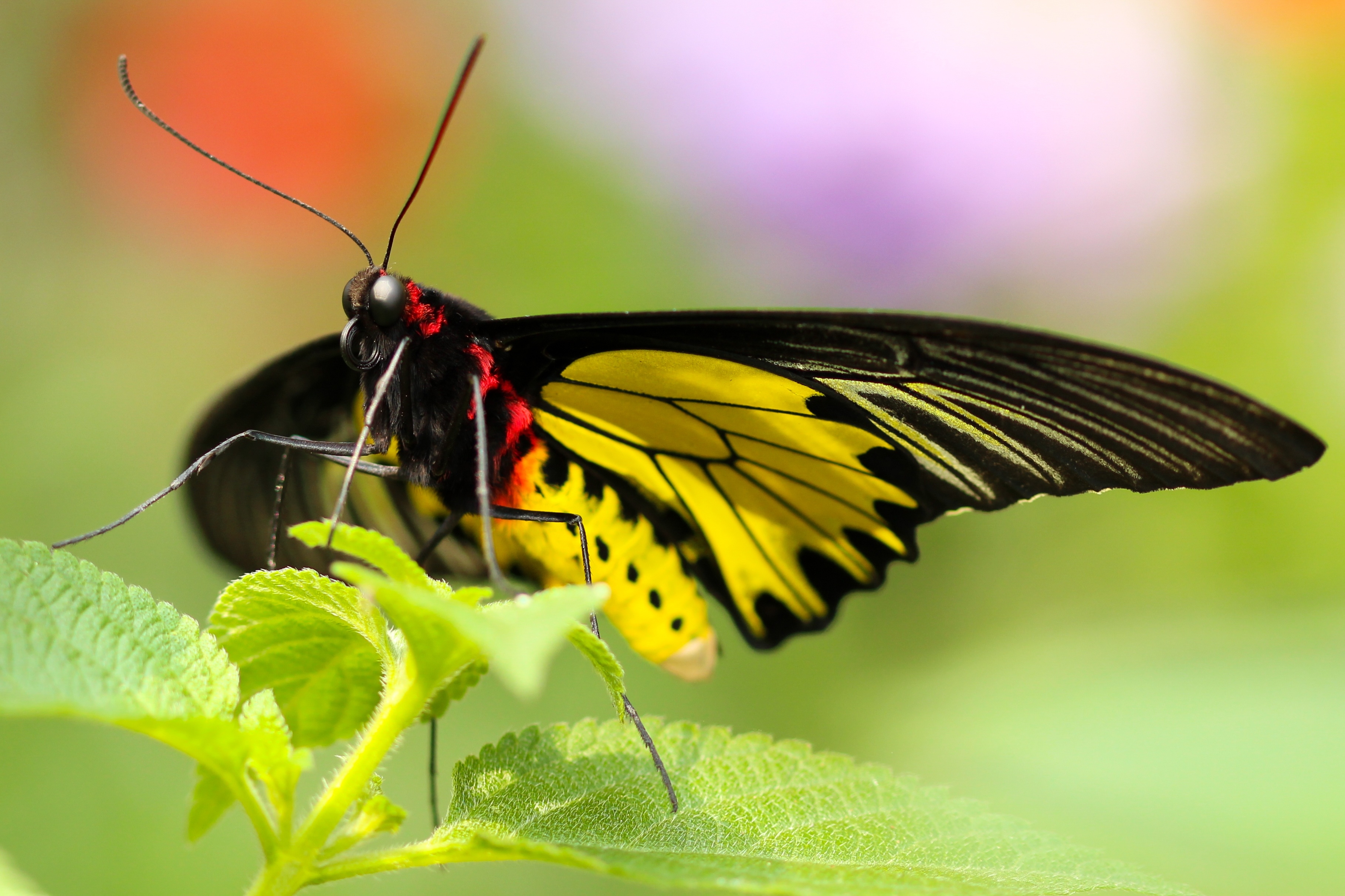 Free photo Beautiful butterfly on a green leaf