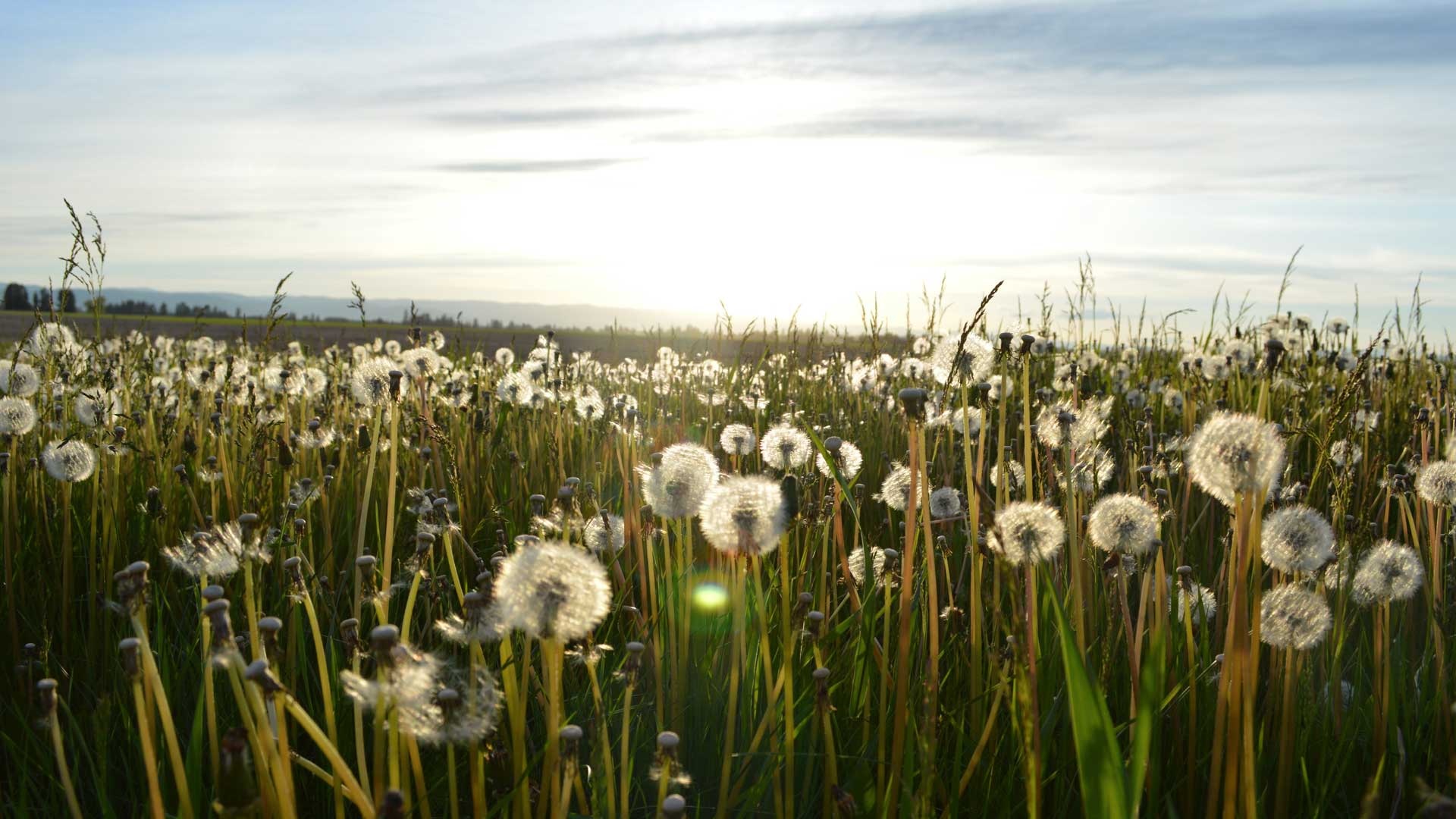 A big field of dandelions