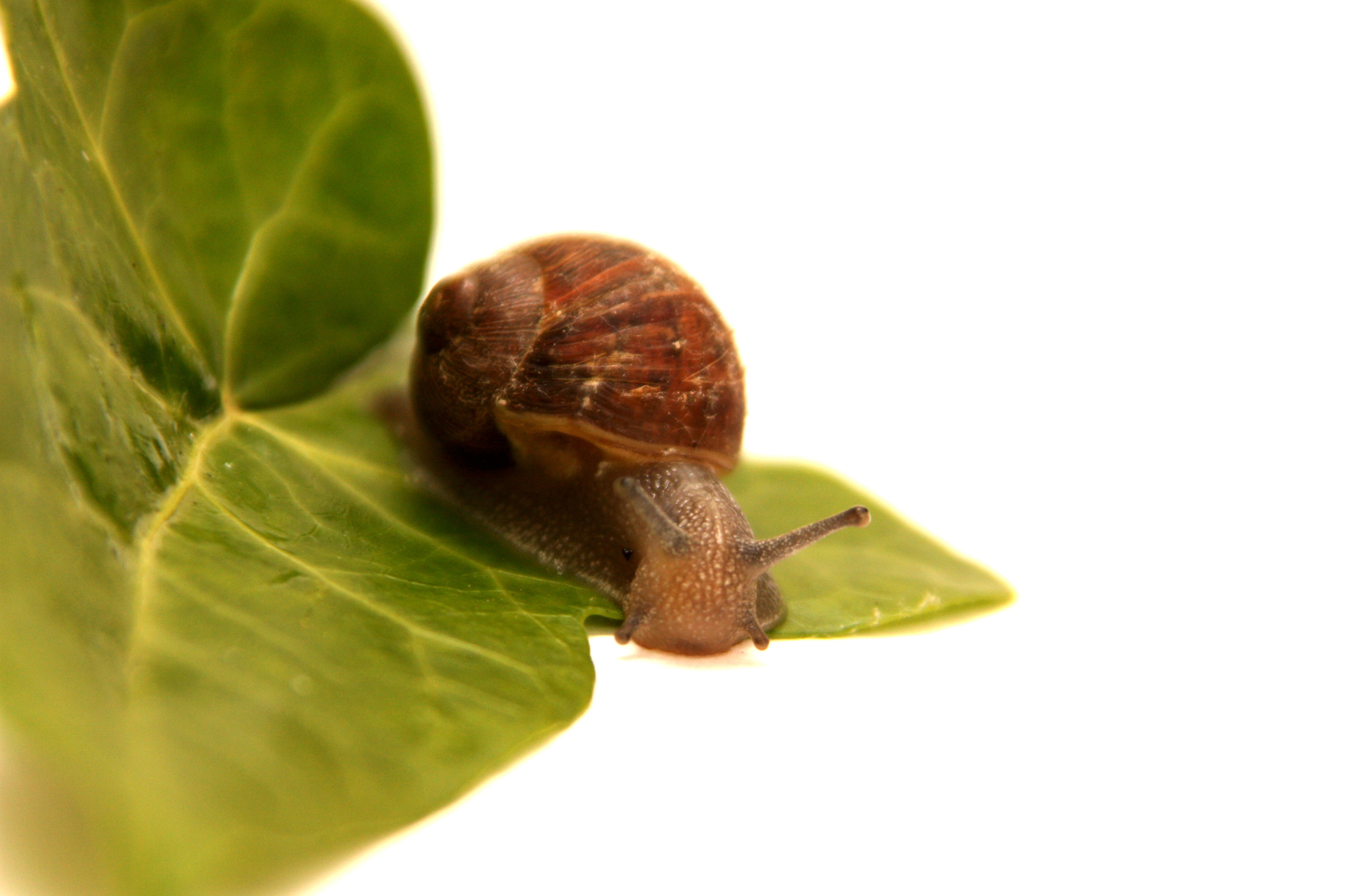 免费照片一只蜗牛沿着绿叶的边缘爬行。