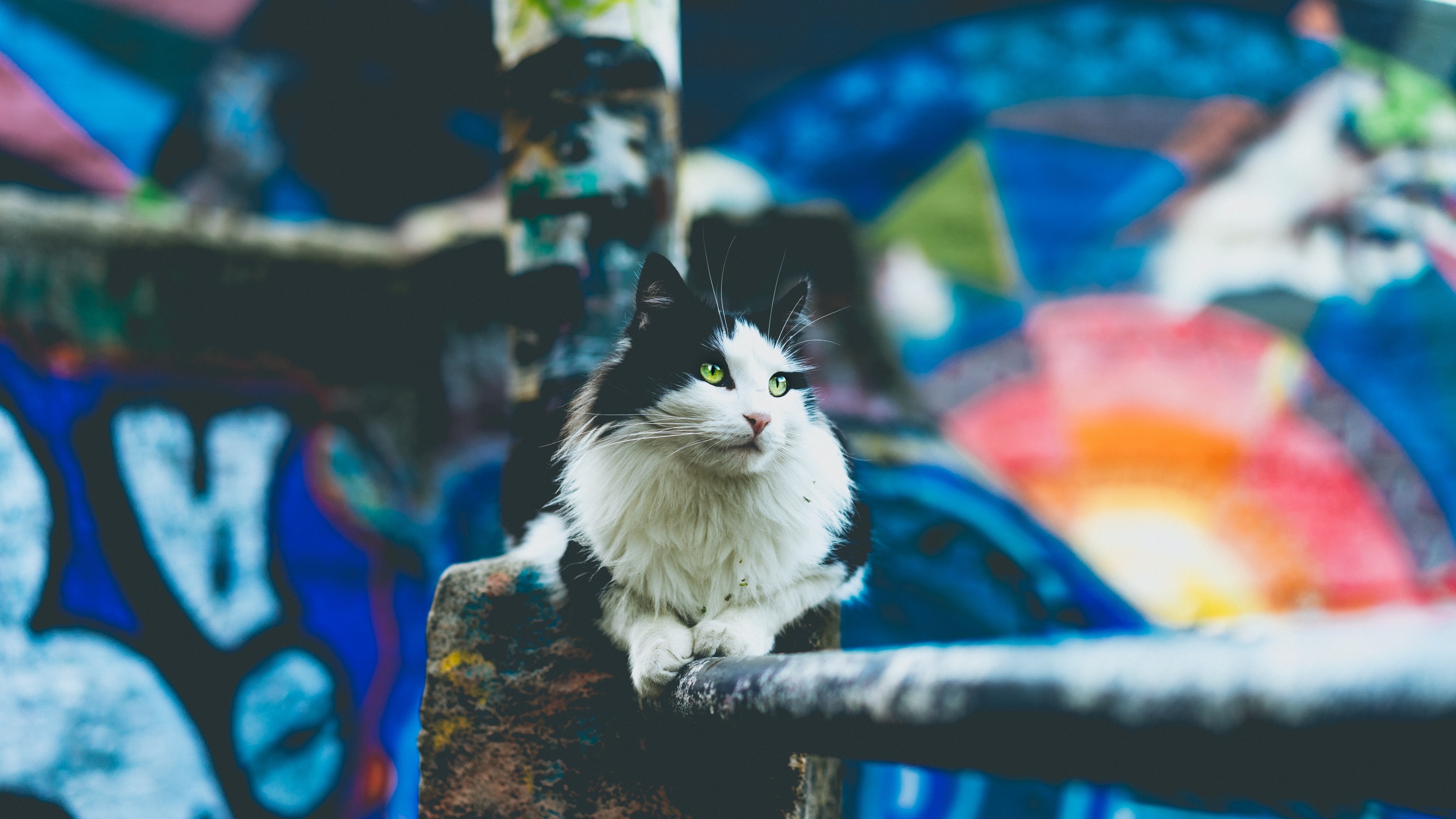 桌面上的壁纸街猫 假日 伏卧