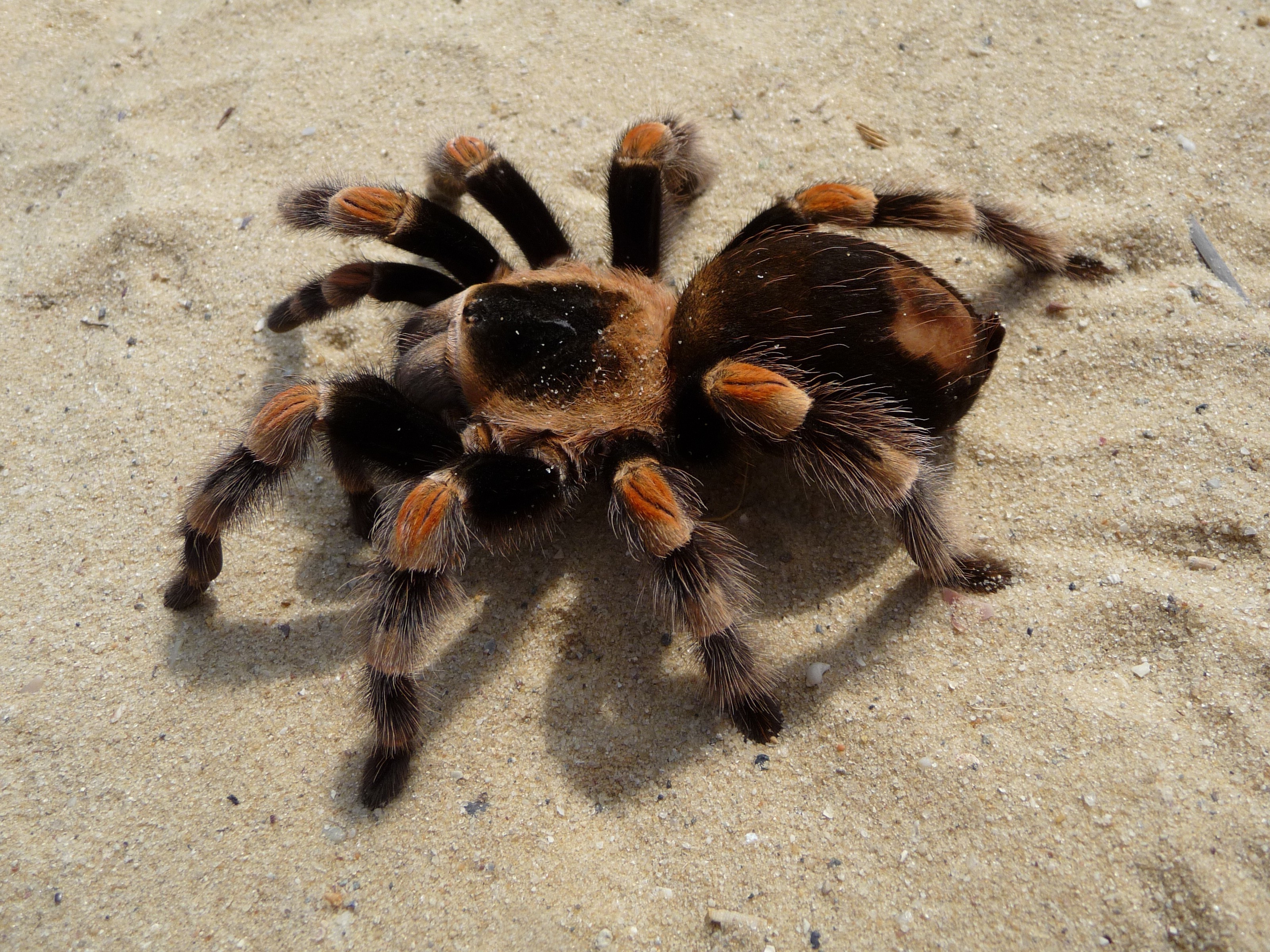 Free photo A large spider crawls across the sand