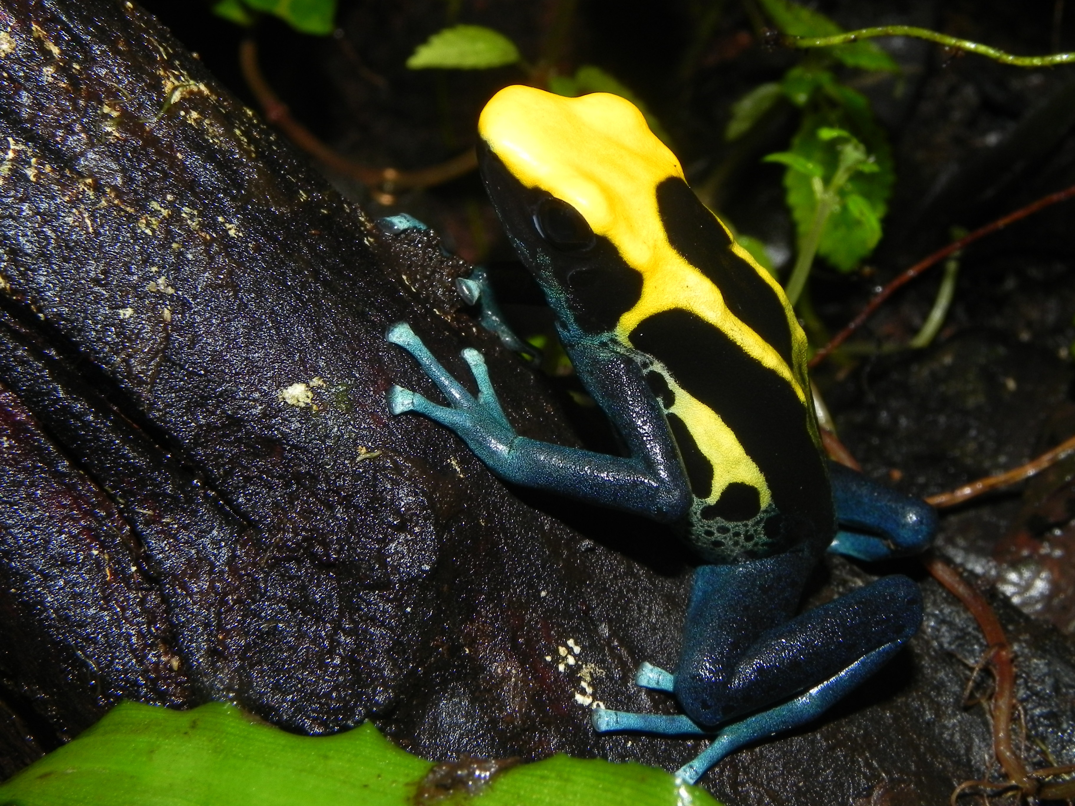 Free photo Yellow-headed tree frog.