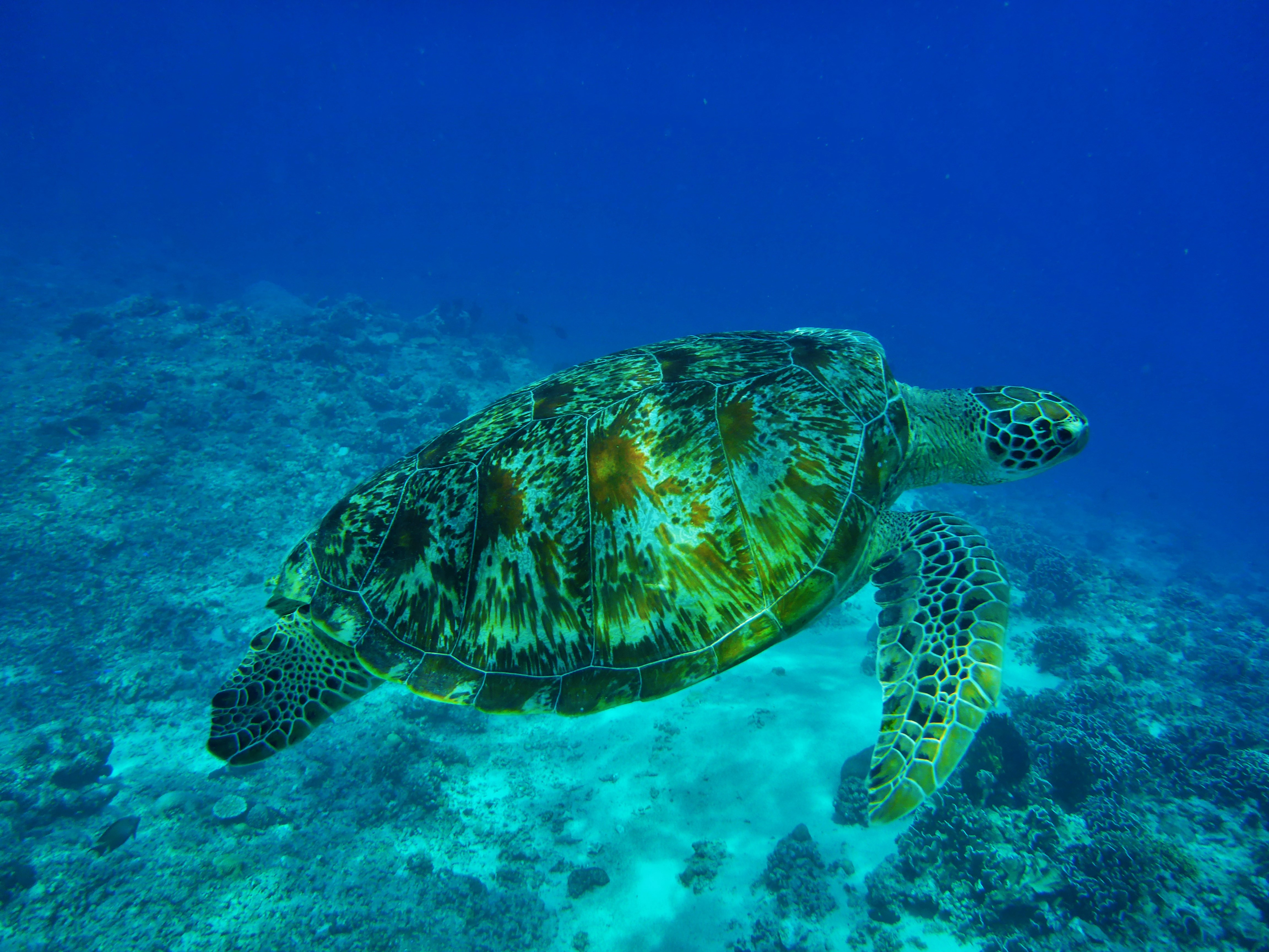 Free photo A green sea turtle swims with water reflecting the sun`s rays