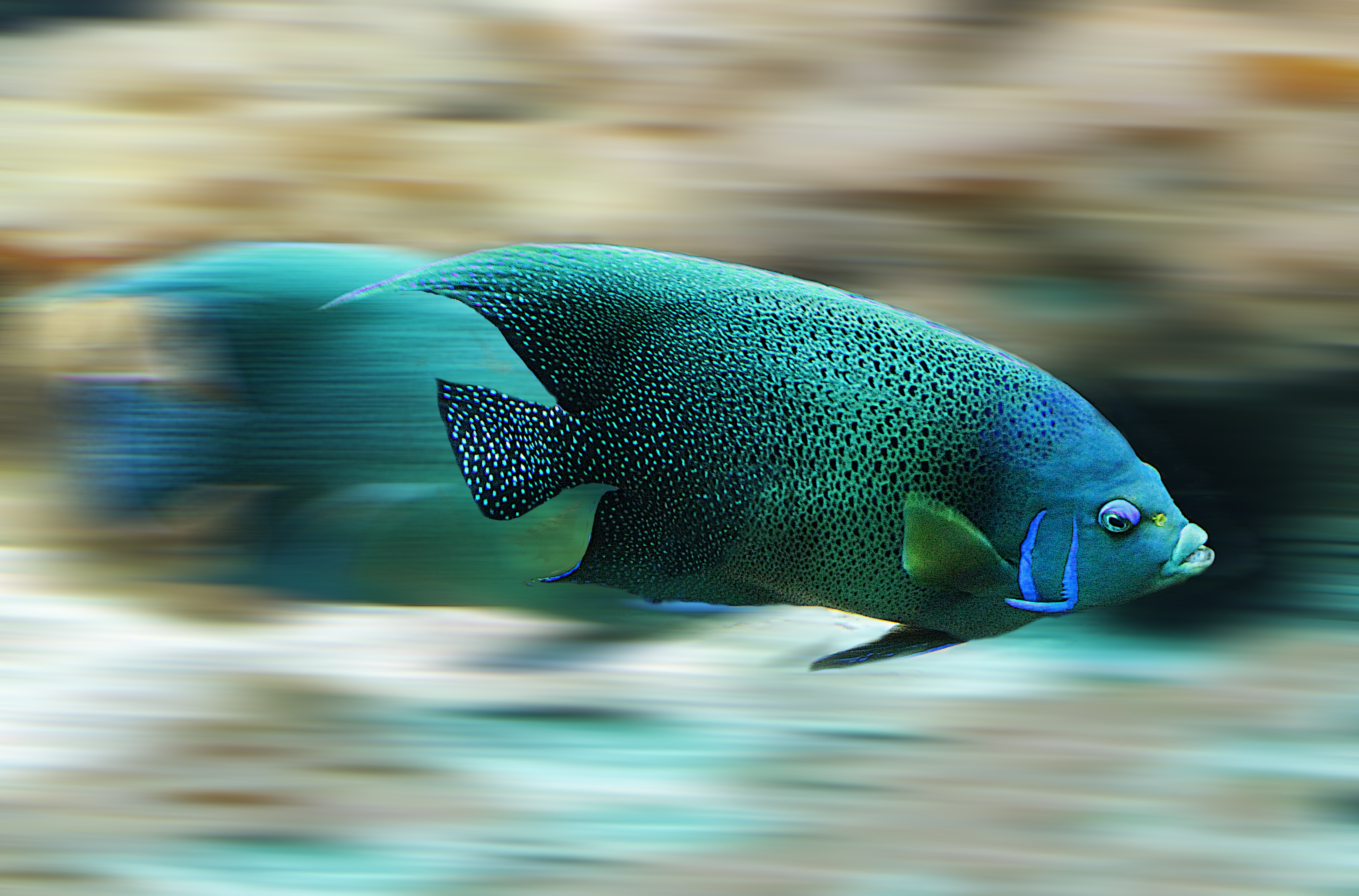 Free photo Fast super fish