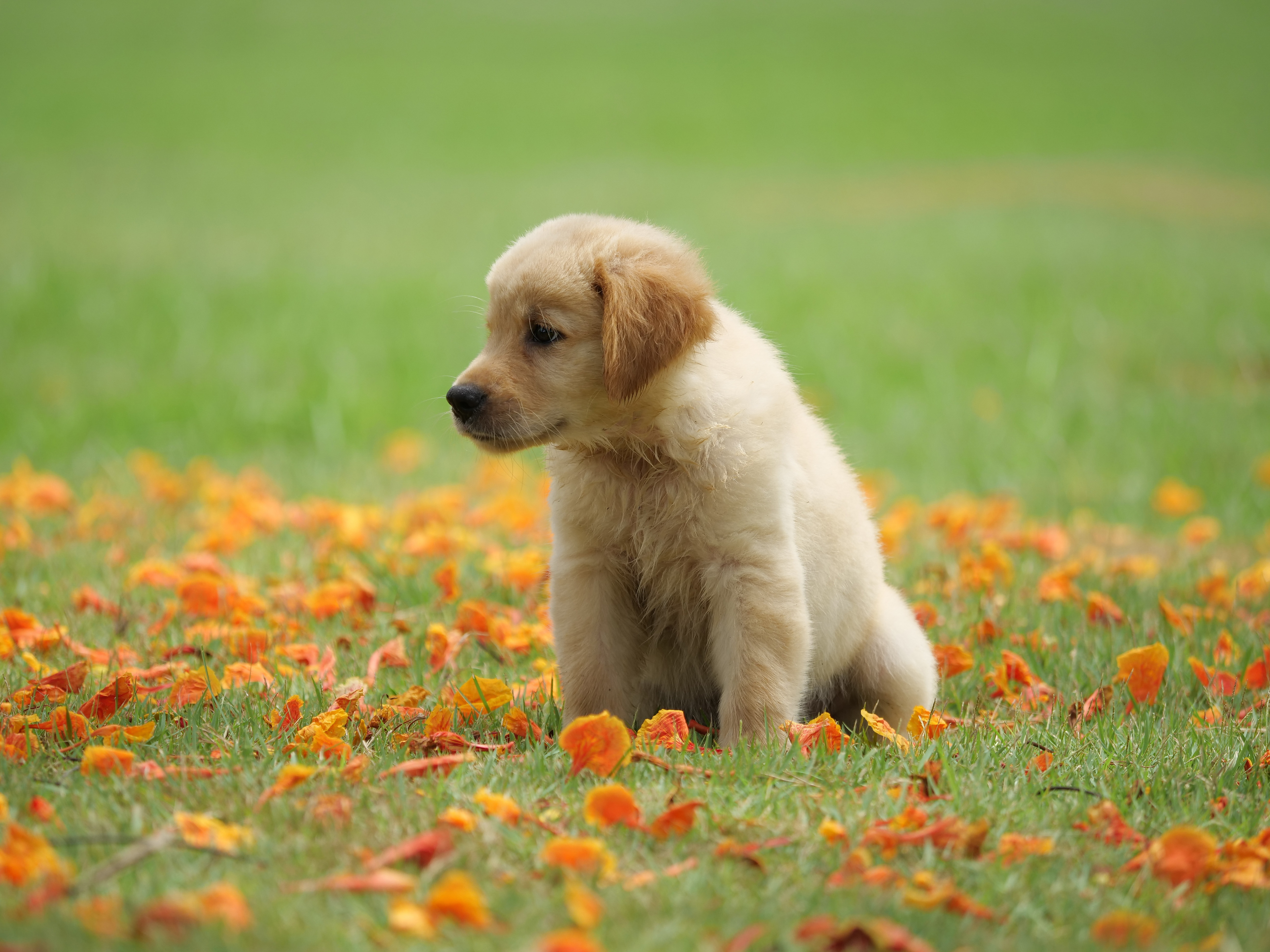 Free photo Retriever on a summer meadow