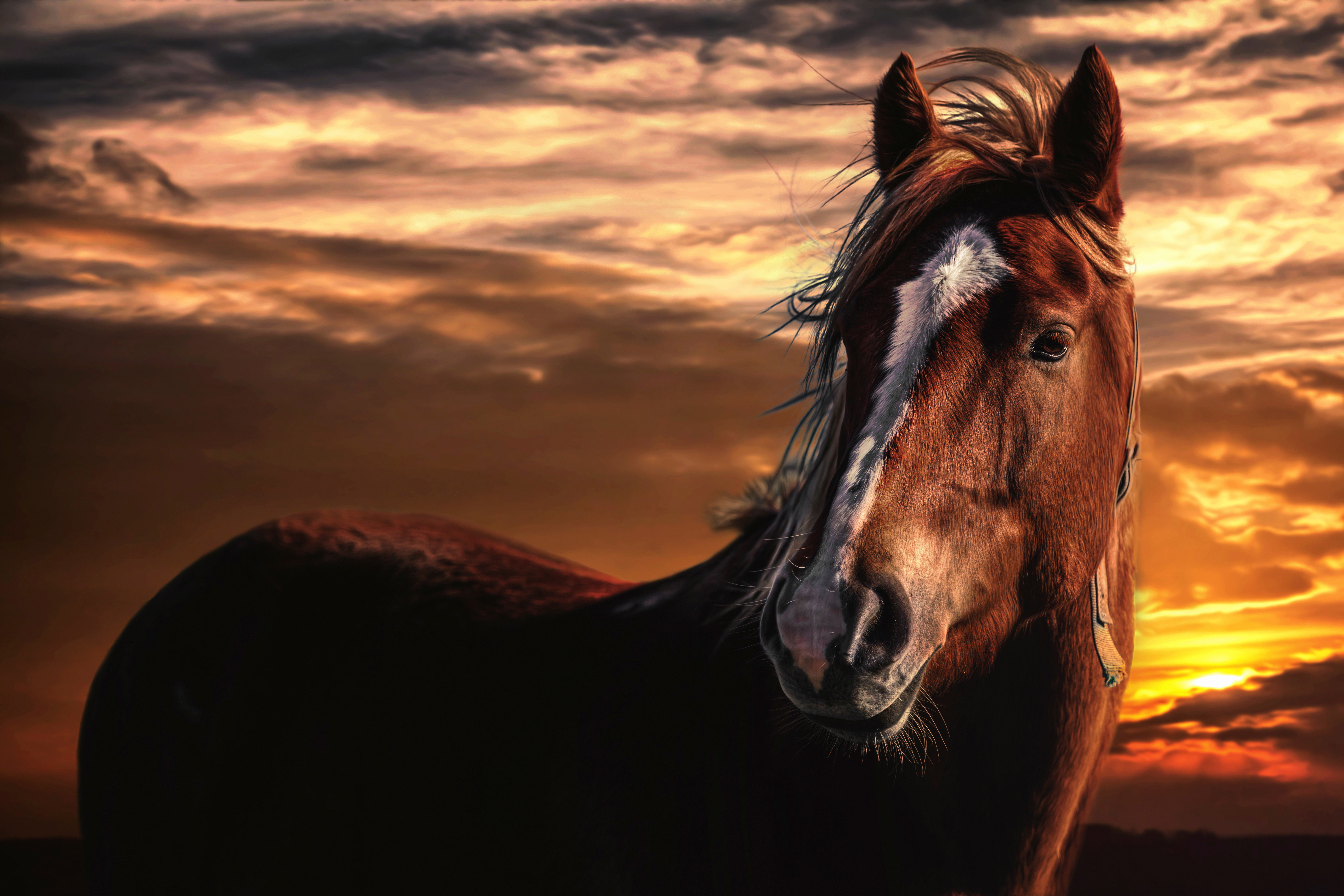 Beautiful chestnut horse at sunset