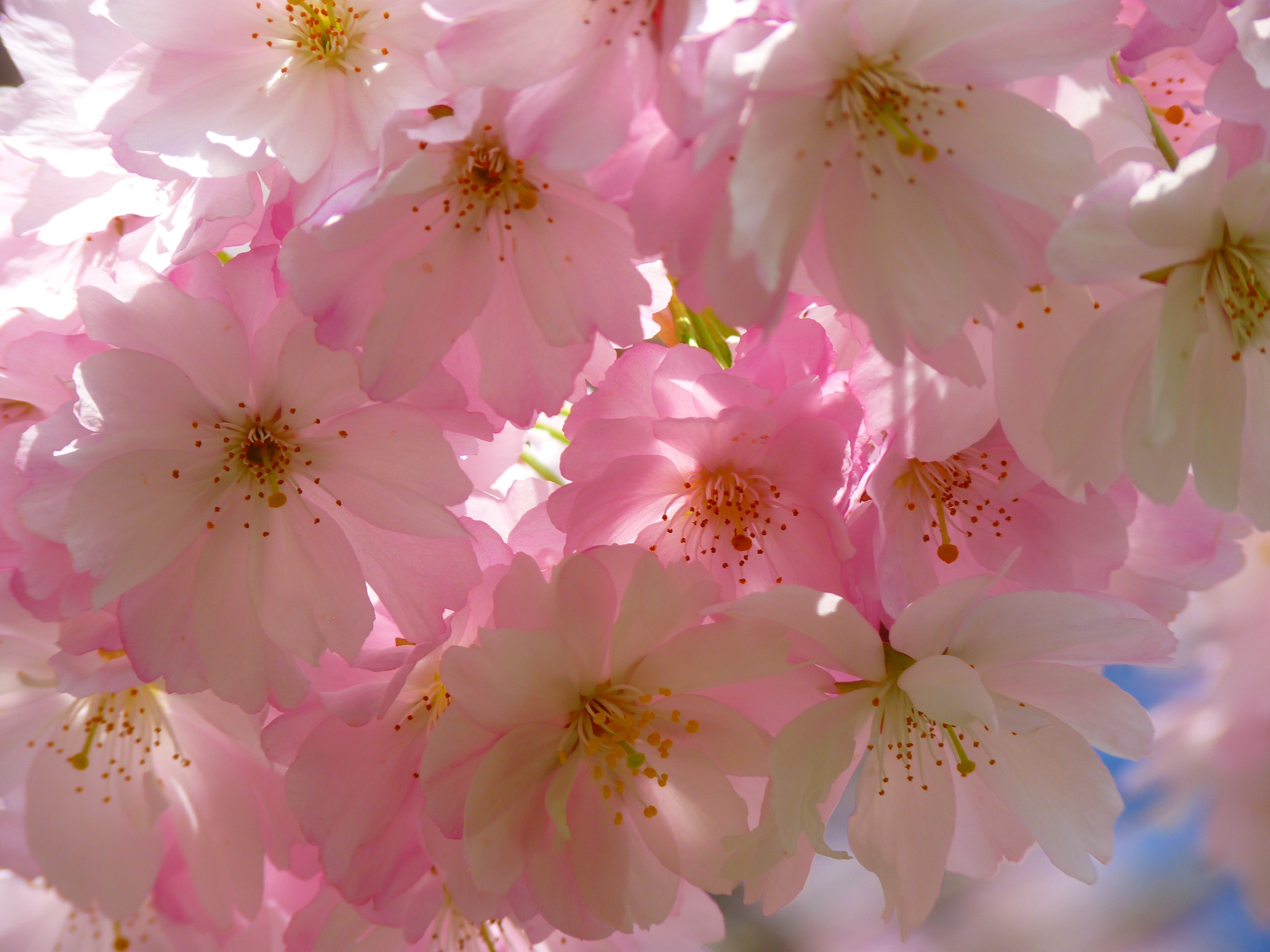 Wallpapers tree branch flower on the desktop