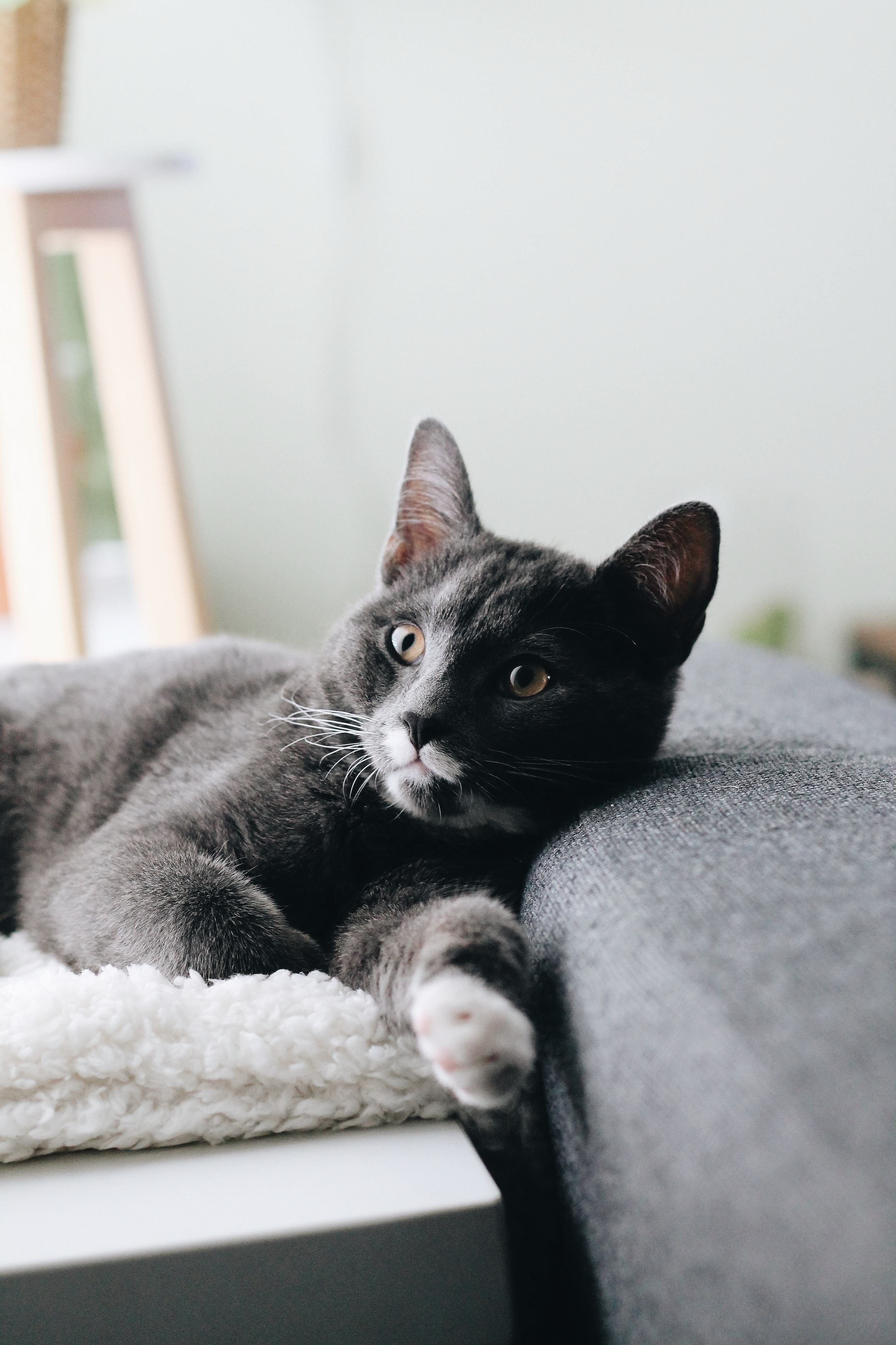 免费照片一只在沙发上休息的灰色家猫