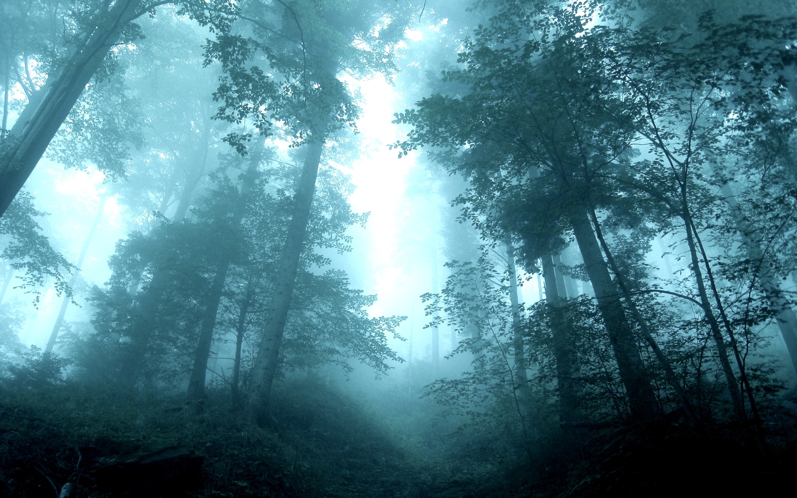 傍晚时分，阴沉沉的森林里，雾蒙蒙的一片。