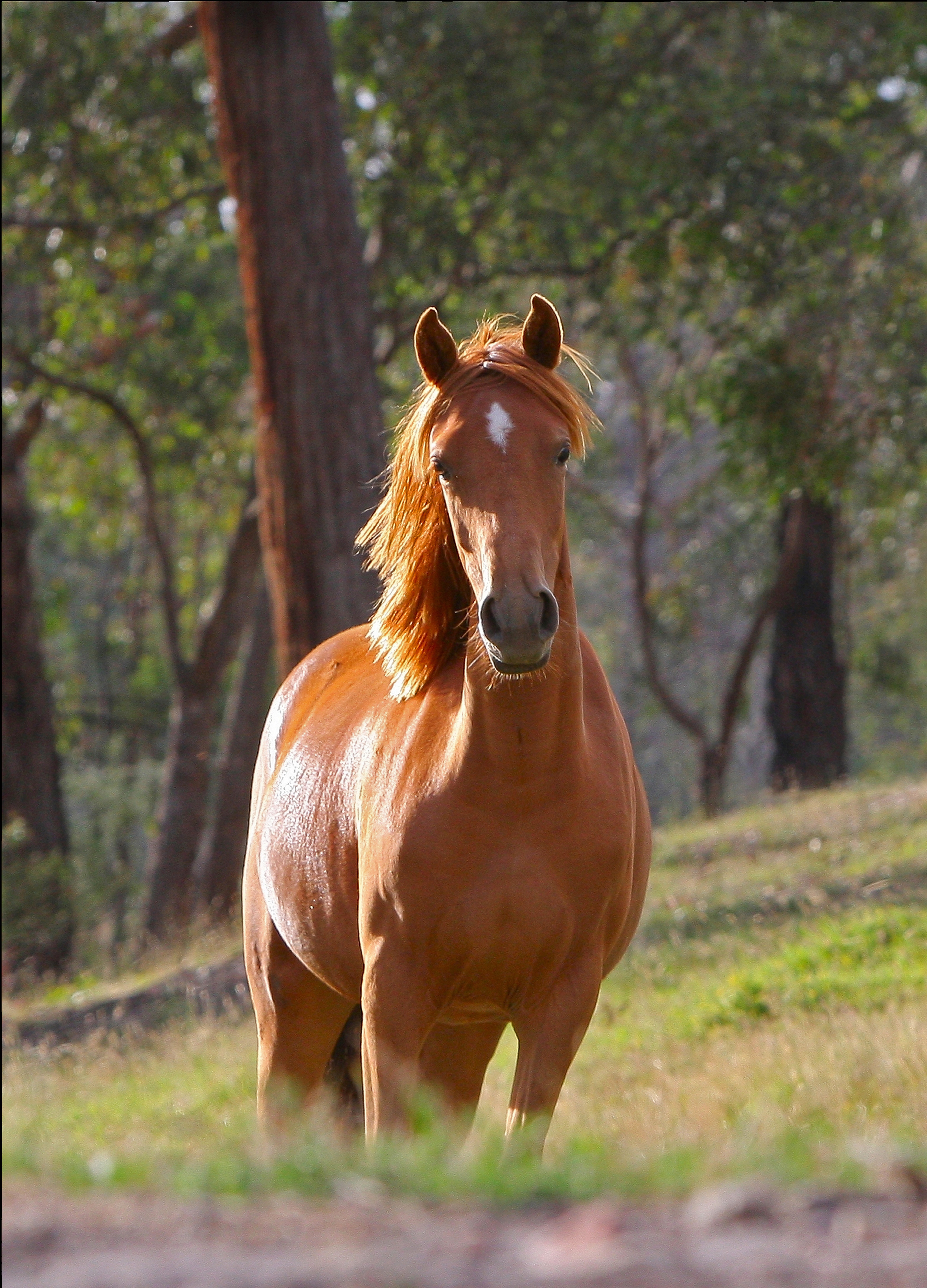 The horse saw the photographer