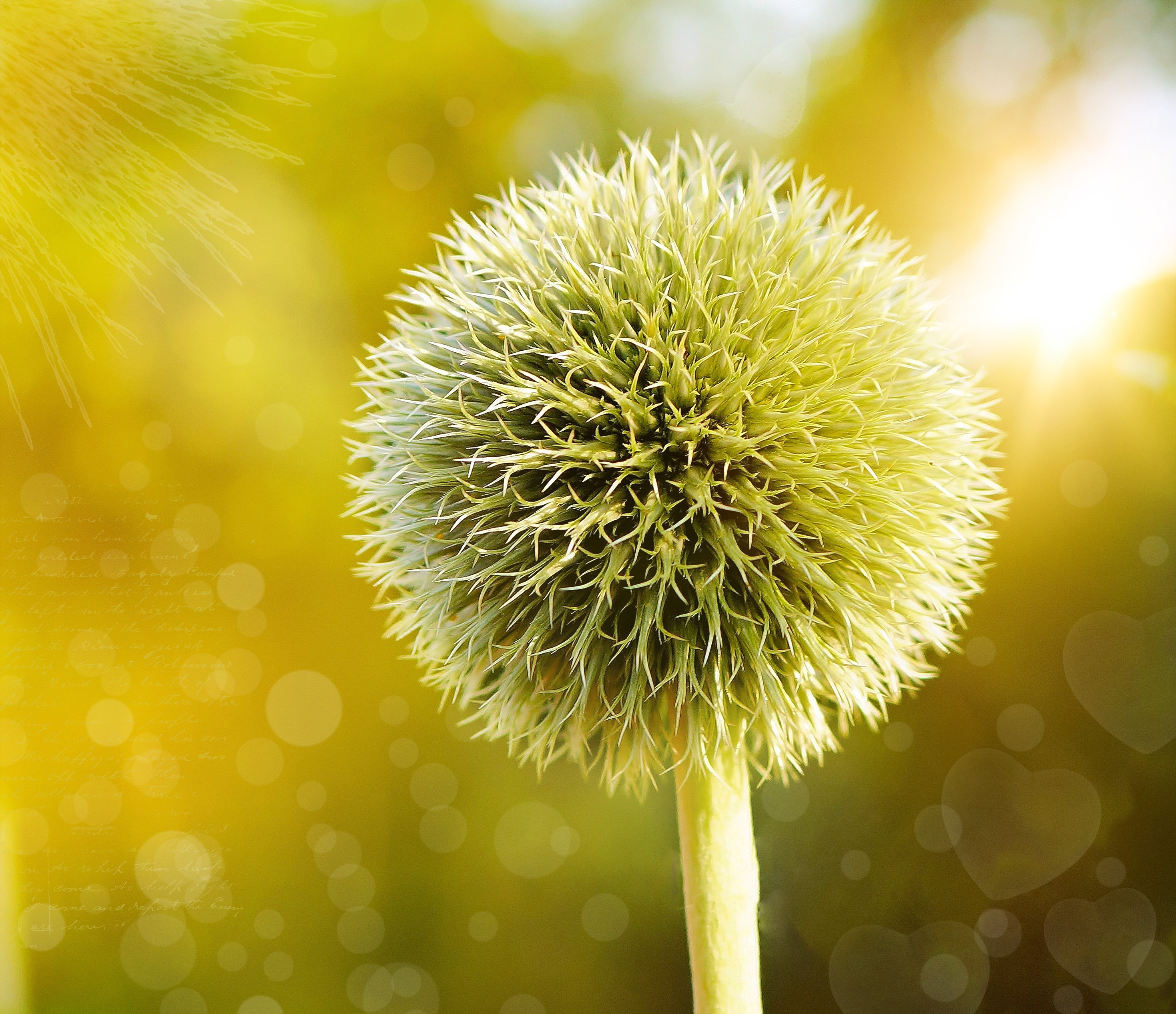 Free photo Beautiful green dandelion-like thistles