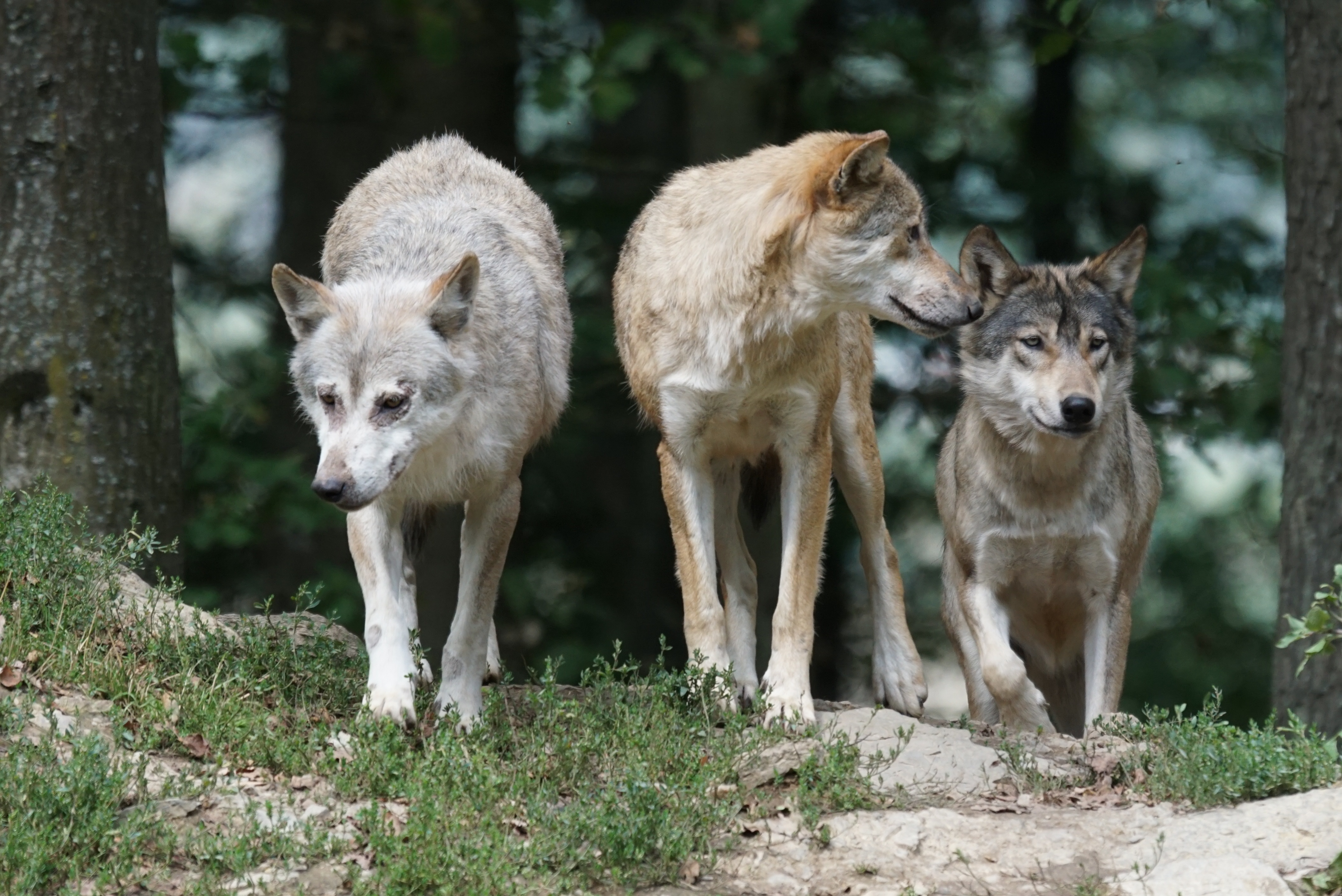 Free photo A wild pack of wolves comes out of the woods