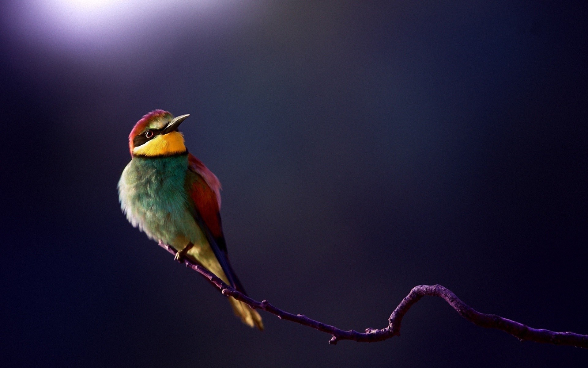 Free photo A goldfinch on a twig.