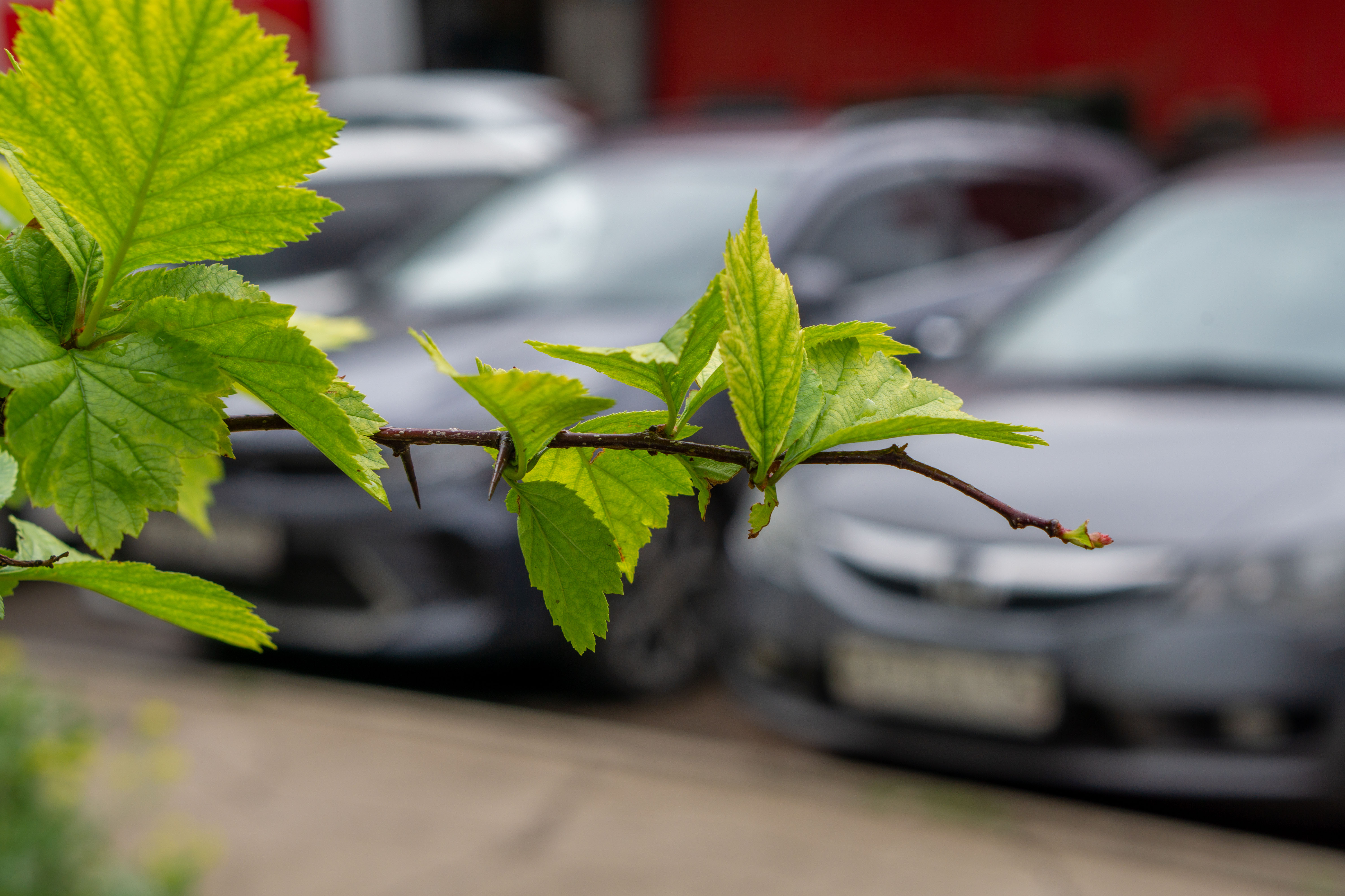 Free photo A branch with green leaves