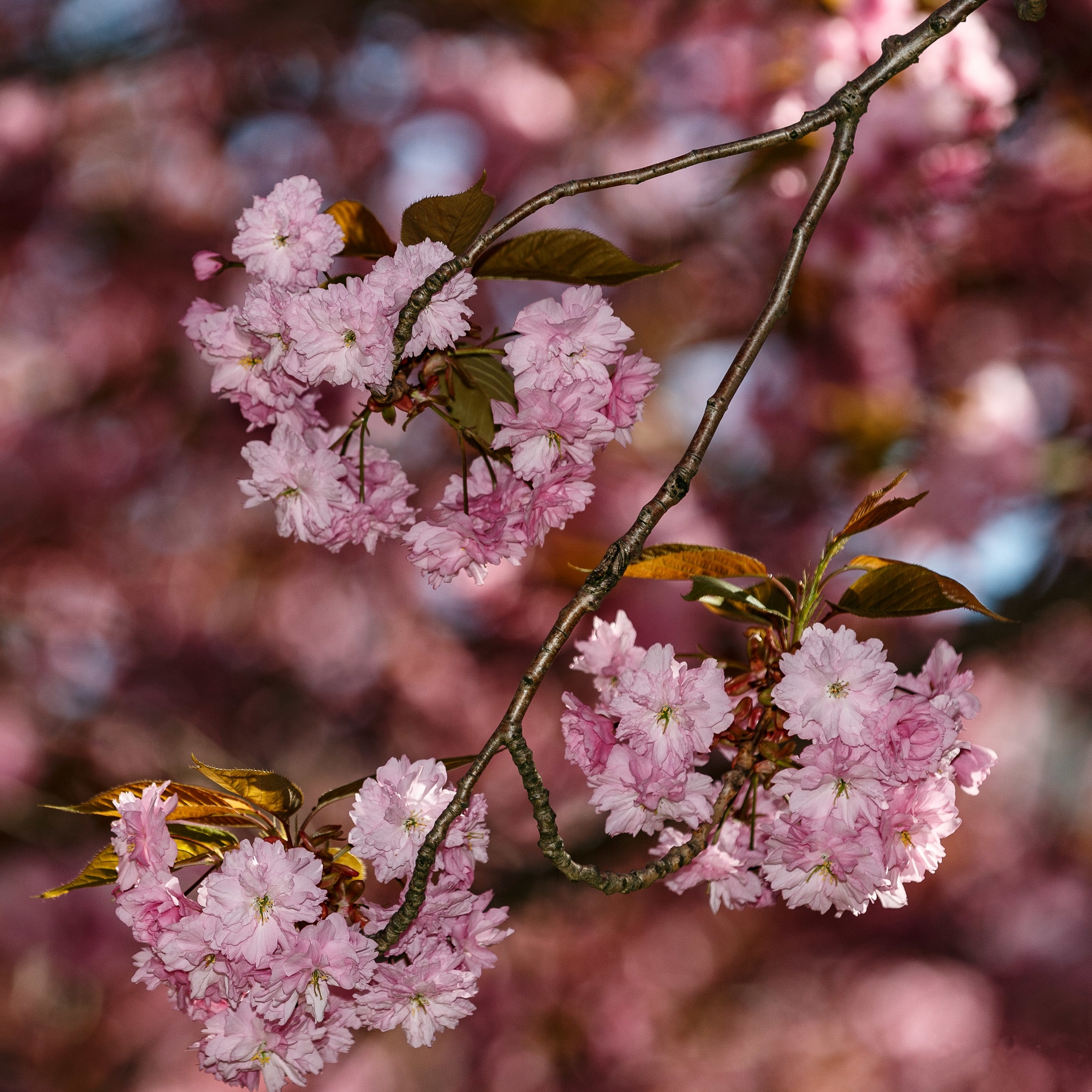 桌面上的壁纸春季 鲜花 粉红的花朵