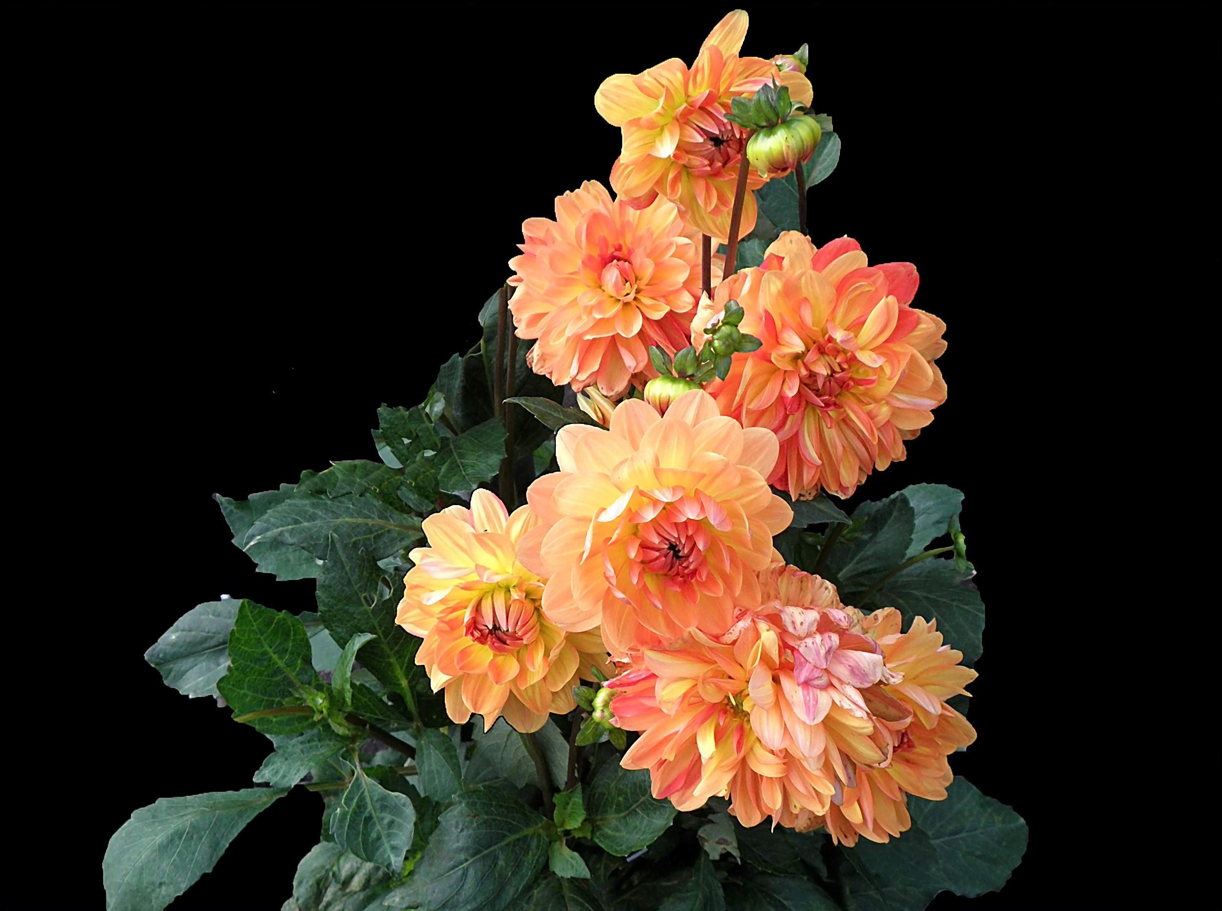 Wallpapers dahlias flowers leaves on the desktop