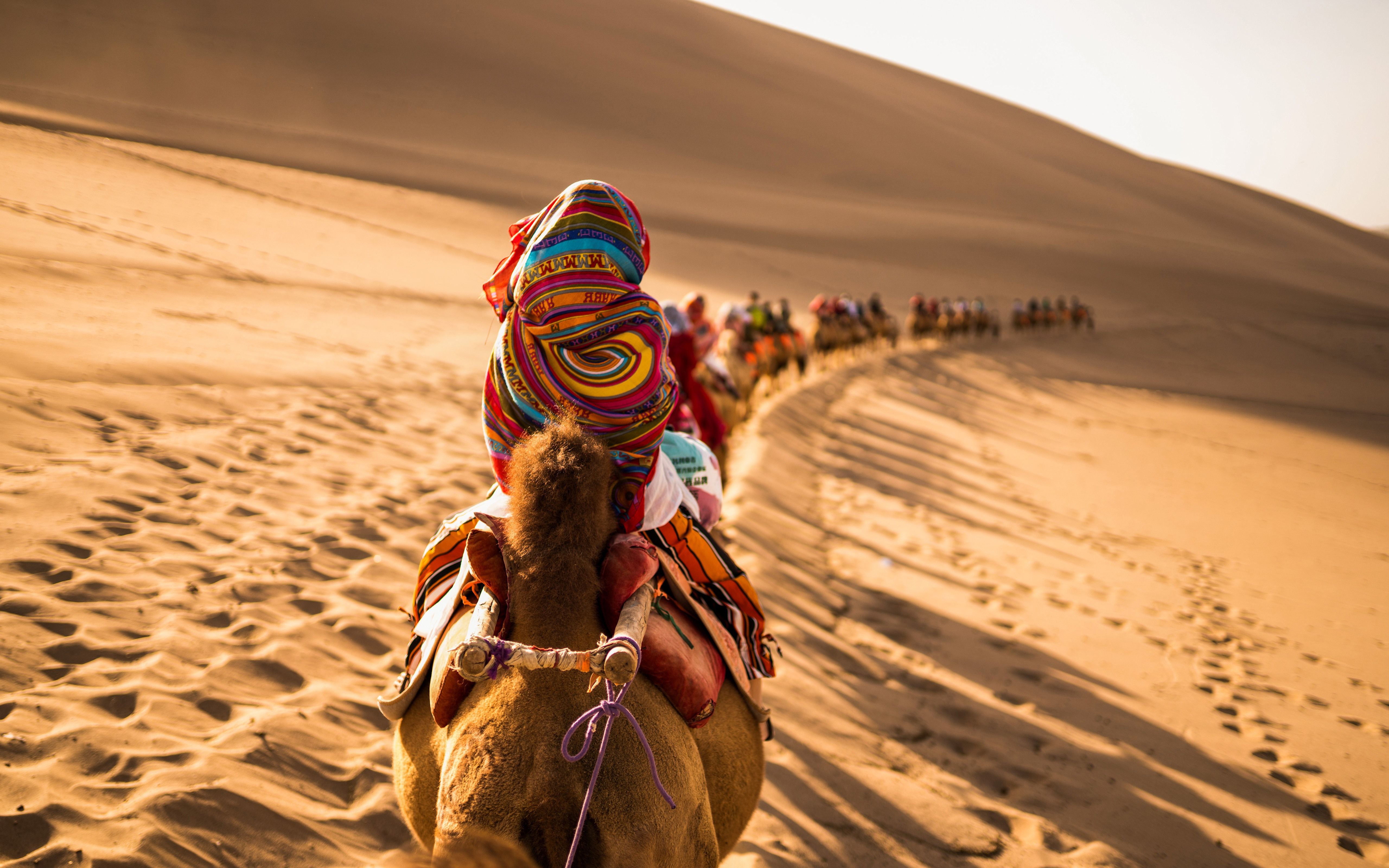 Traveling along the silk road in the desert on camels