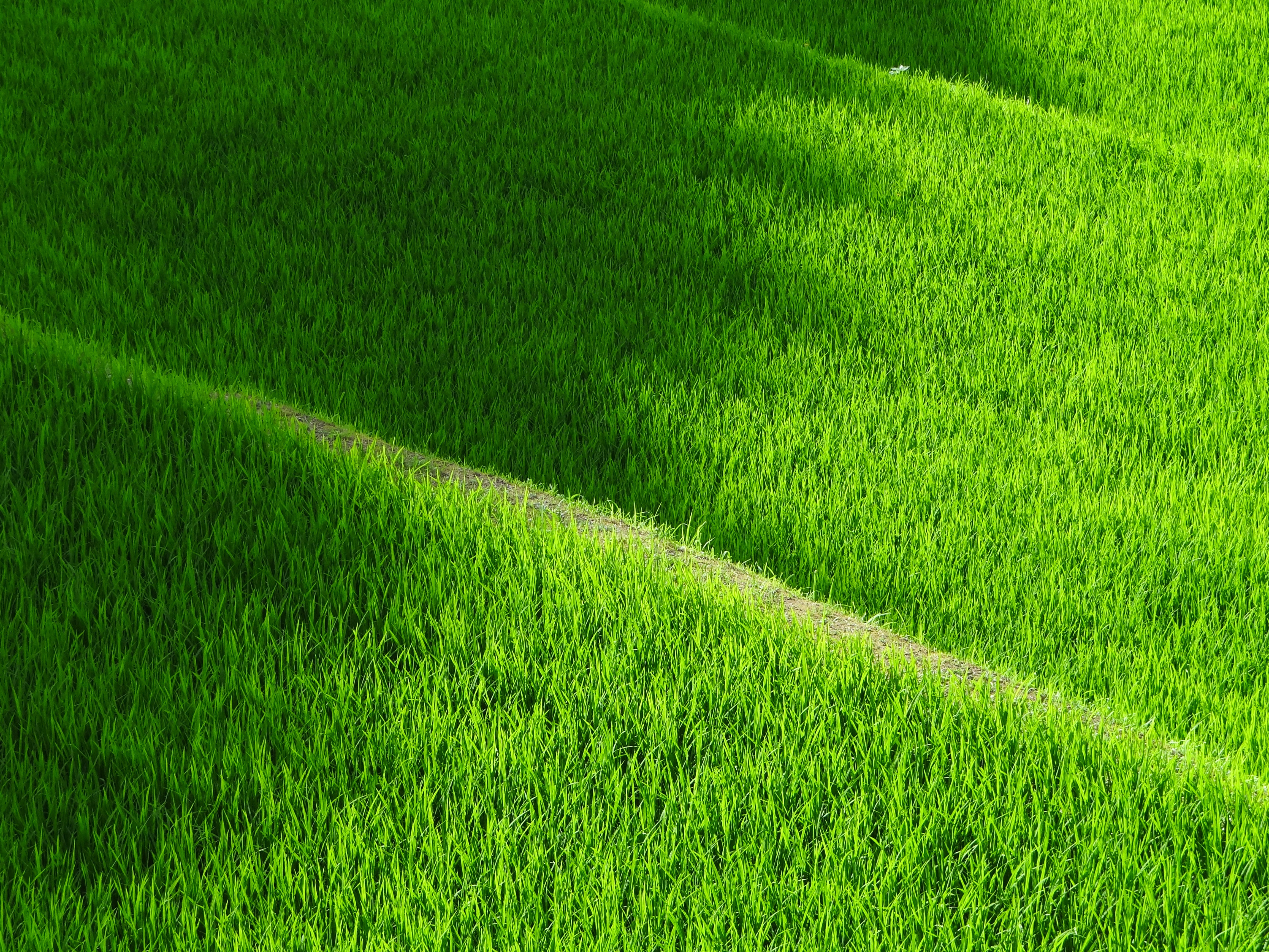 阳光明媚的日子里，足球场上的绿色草坪