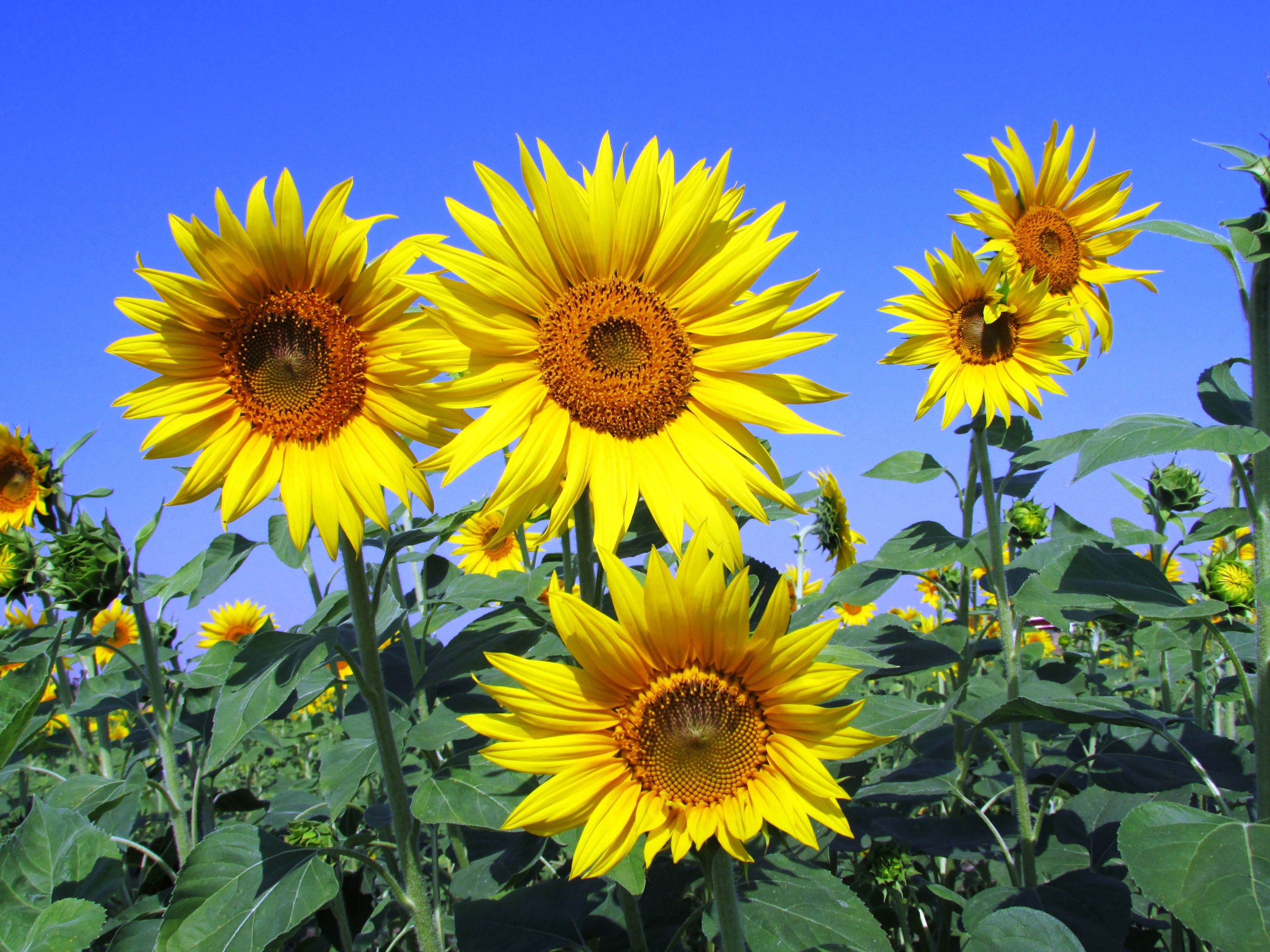 A walk among the sunflowers.