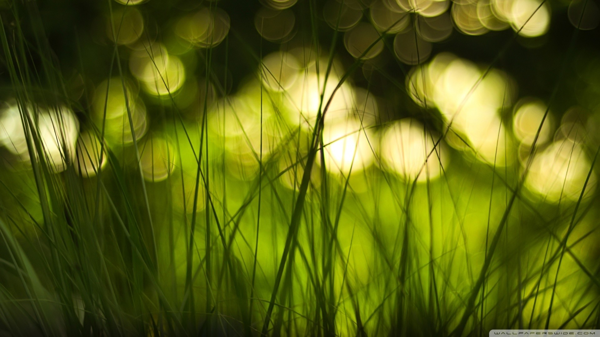 Обои солнечный свет трава растения на рабочий стол