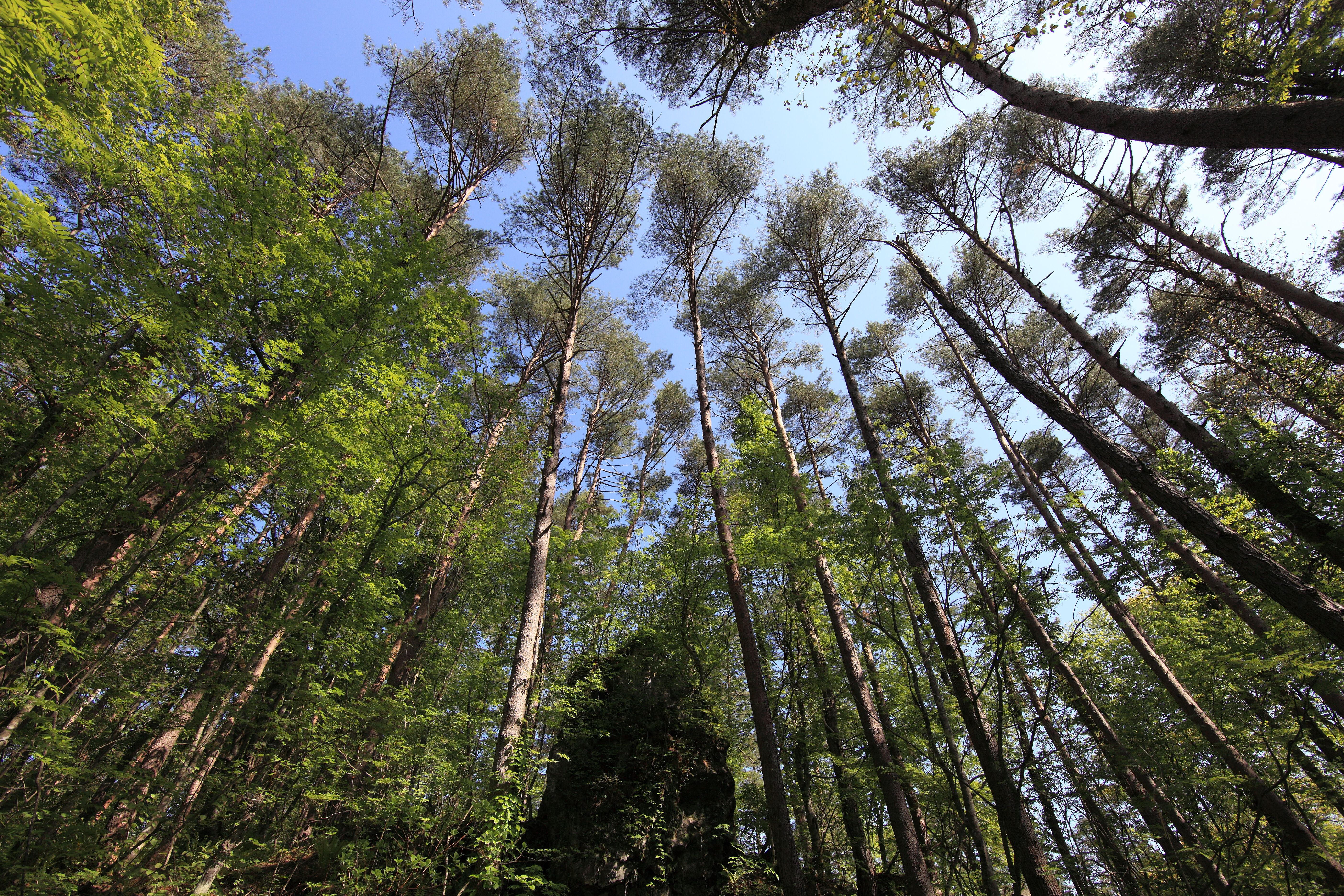 Wallpapers tree nature forest on the desktop