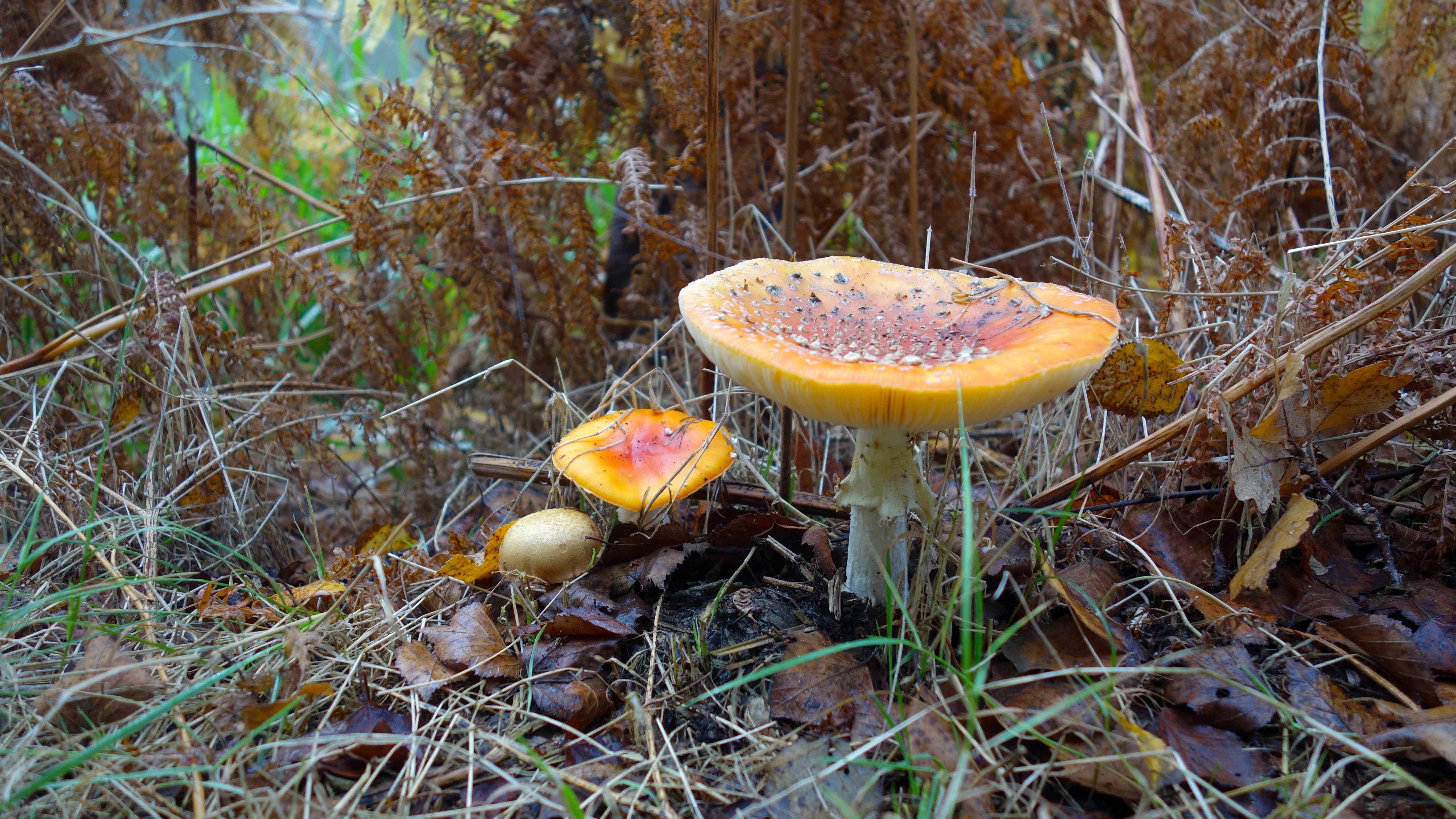 免费照片秋天的蘑菇，某种蟾蜍。