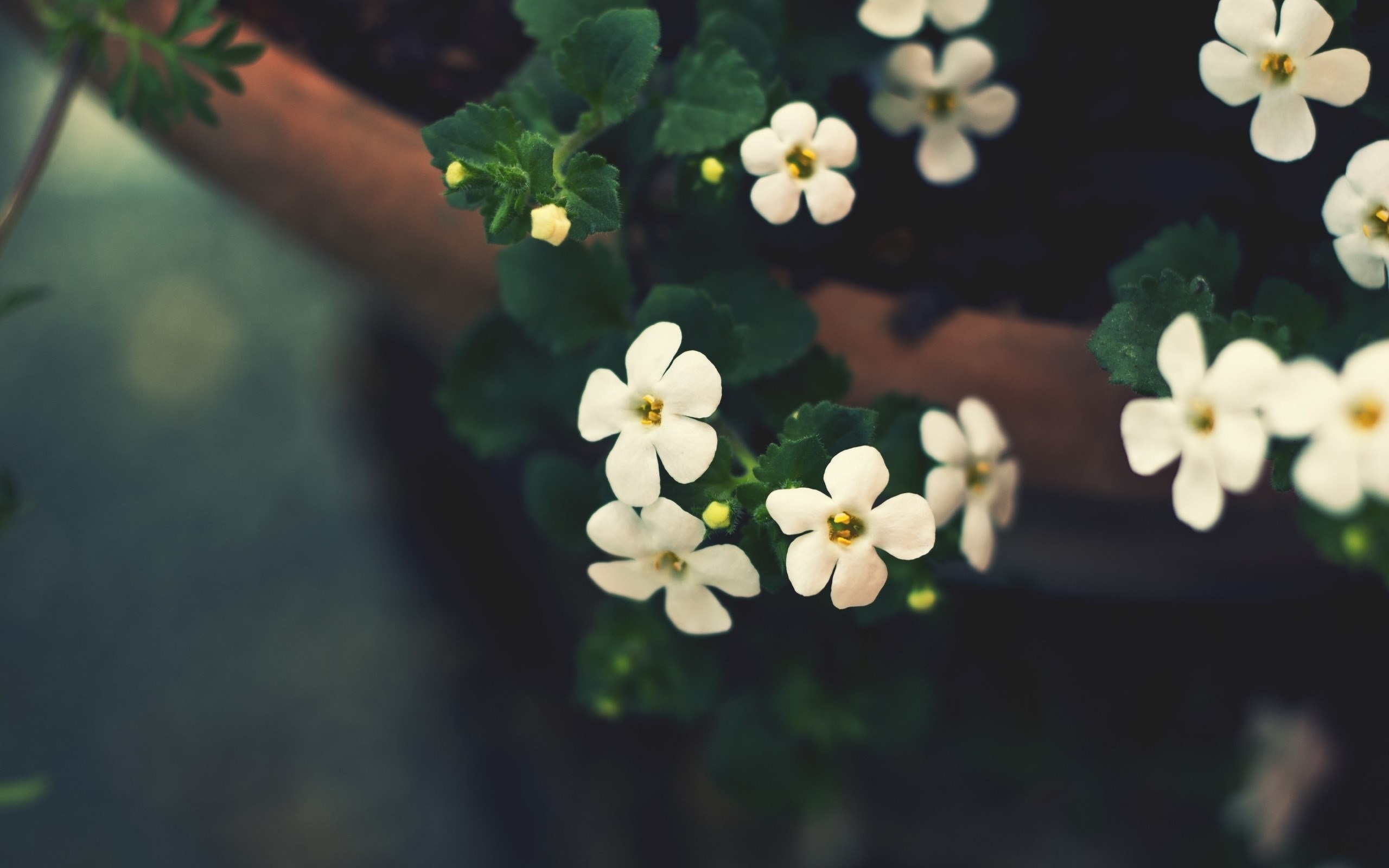 Wallpapers bloom photos wallpaper white flowers on the desktop