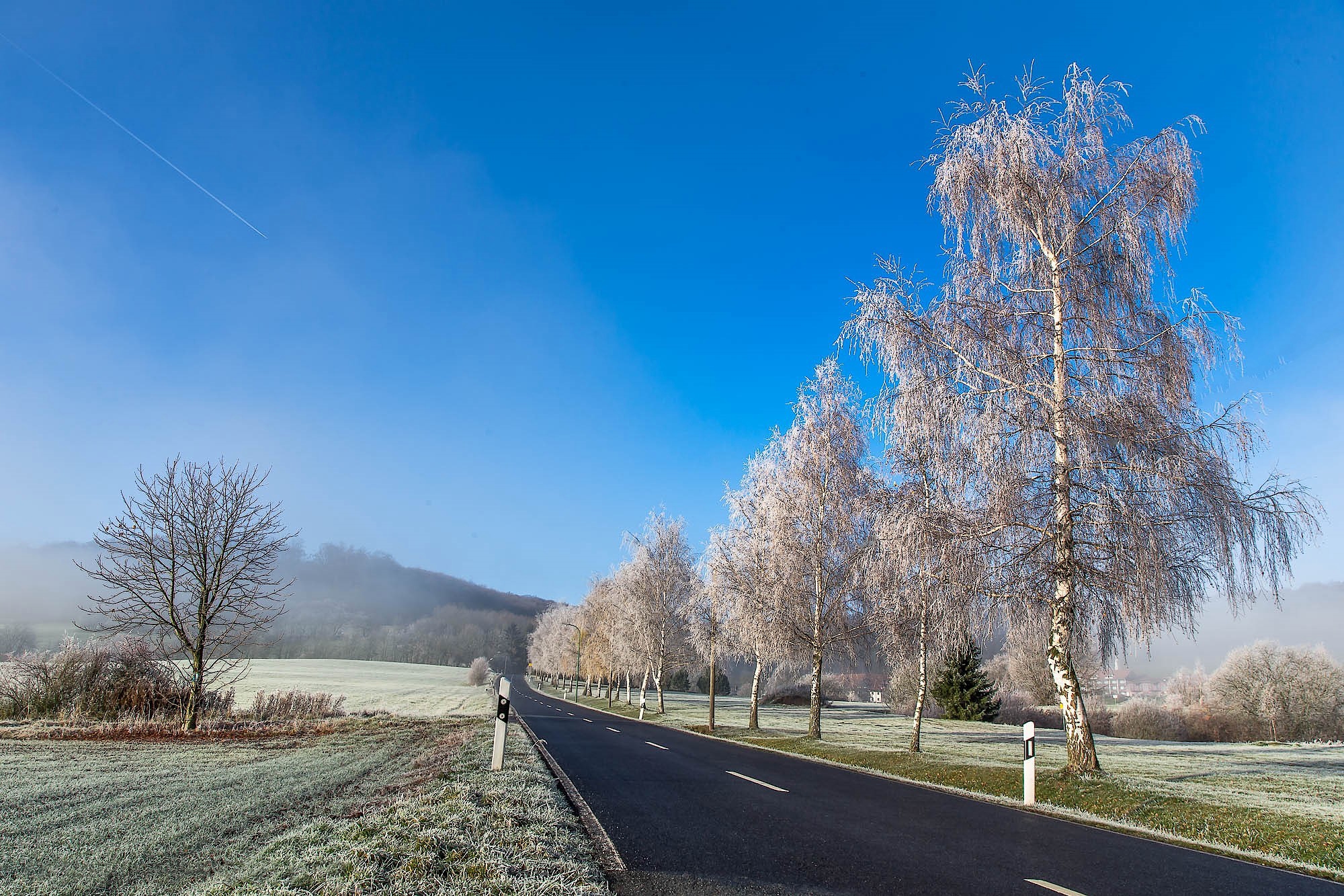 Wallpapers trees frost landscape on the desktop