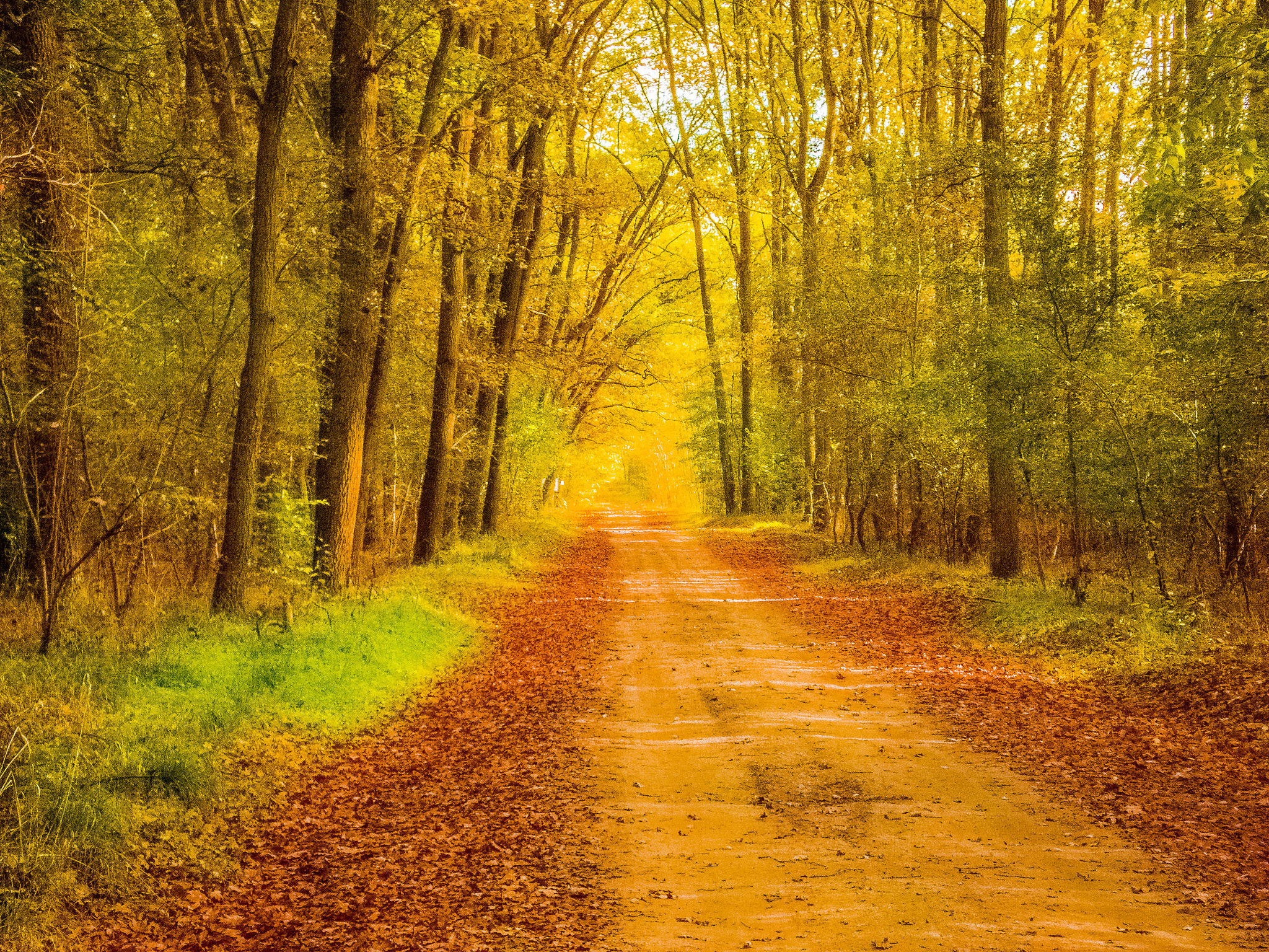 Wallpapers forest path landscape forest on the desktop