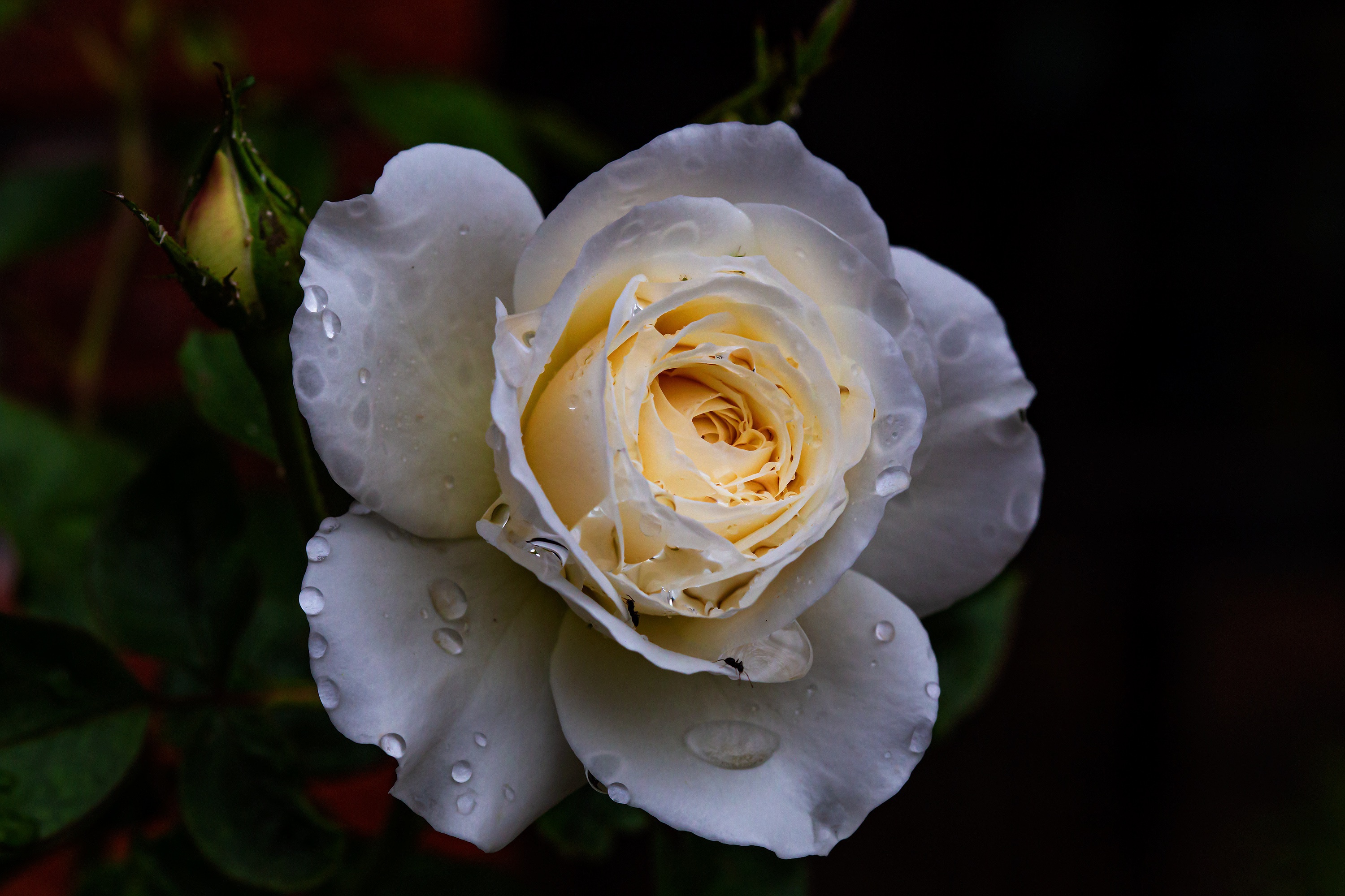 White rosebud with water drops on petals