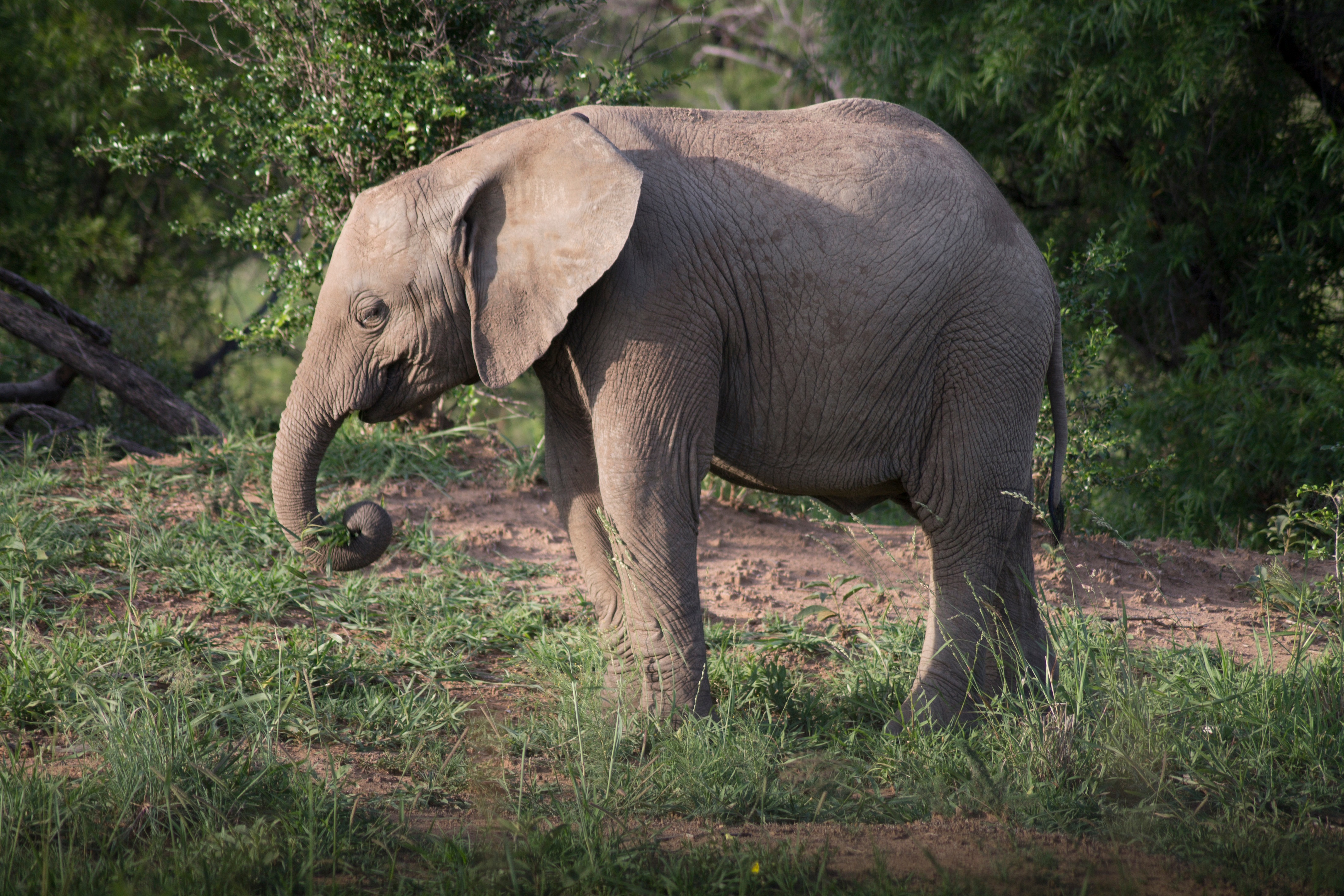 Free photo A lone elephant